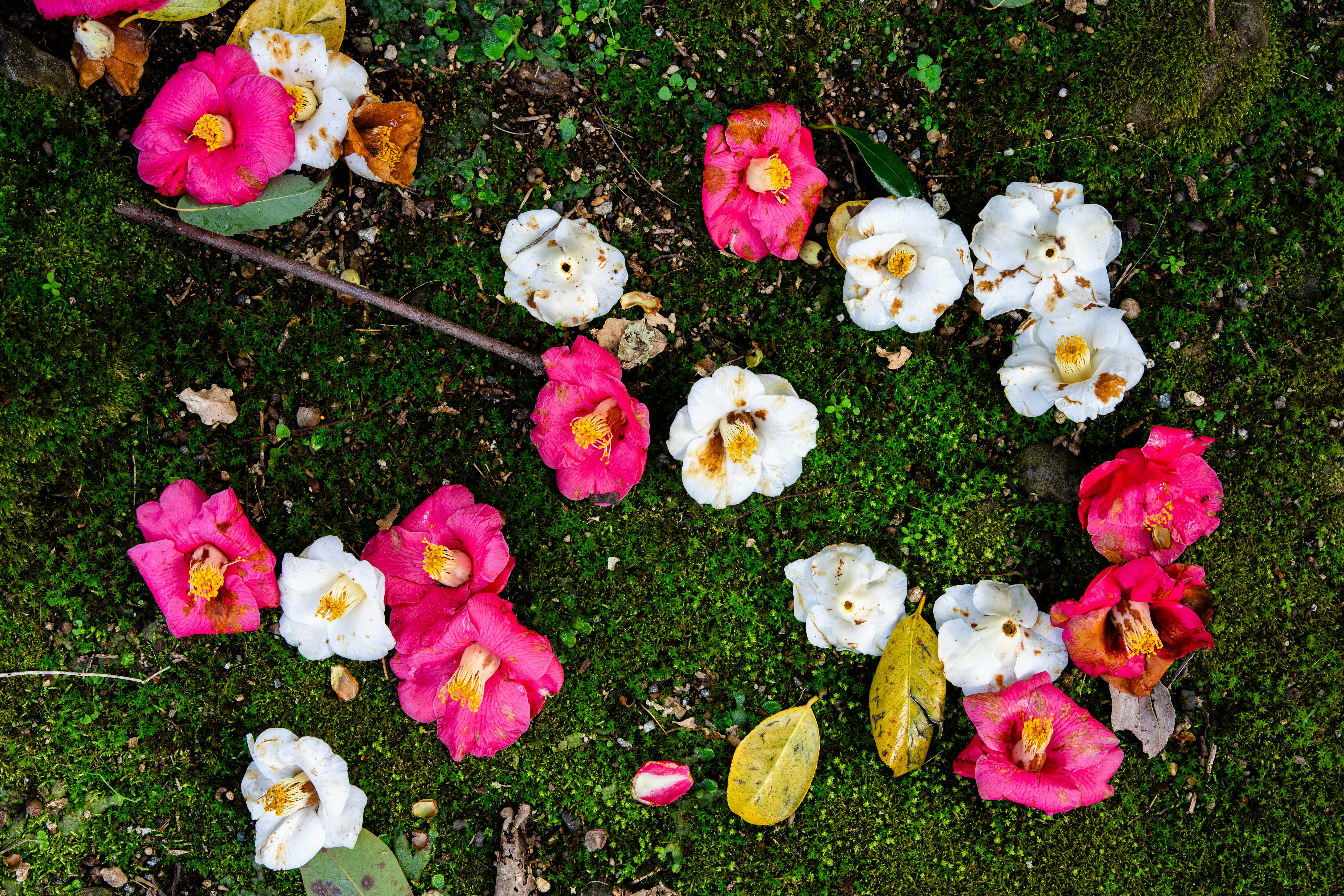 苔の上に散らばる椿の花びらと白い花