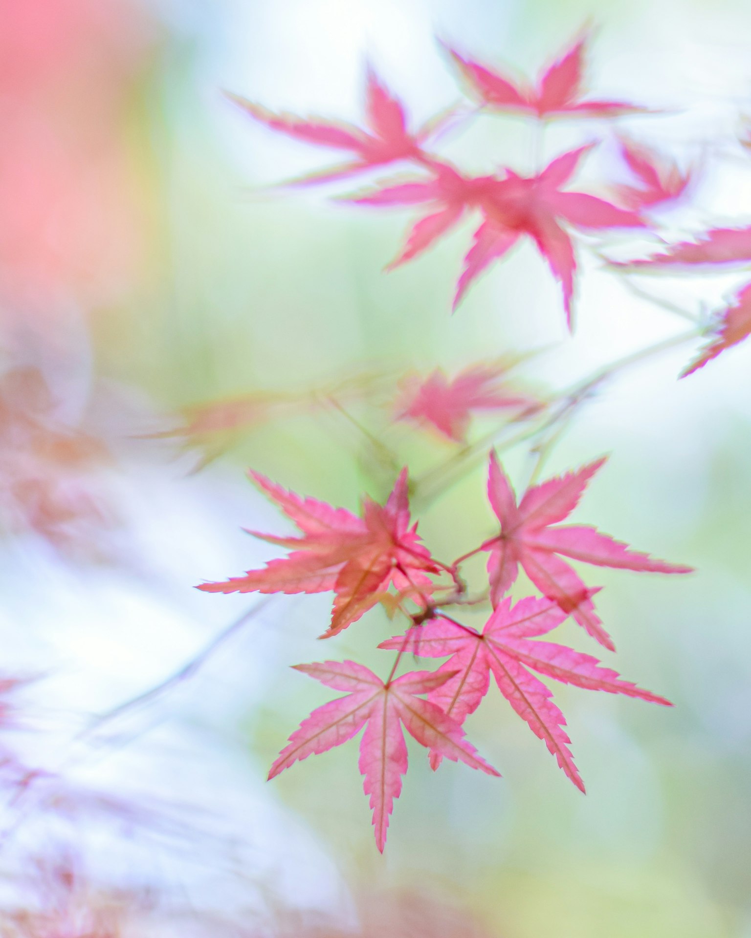 Delicate foglie di acero rosa che ondeggiano dolcemente nella luce morbida