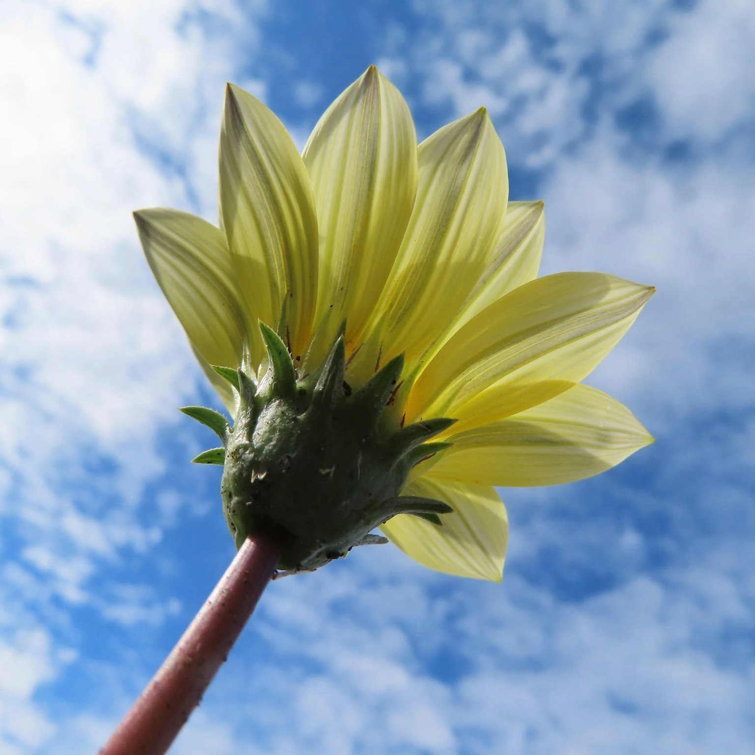 Aufwärtsblick auf eine gelbe Blume vor blauem Himmel