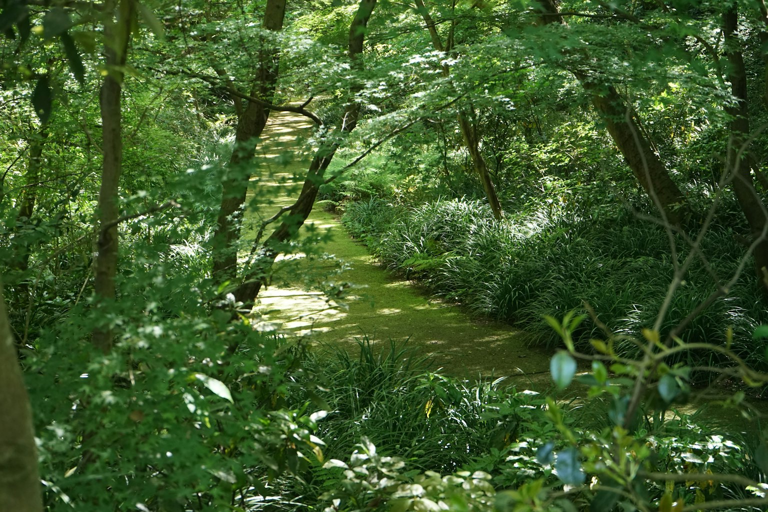 Üppiger grüner Weg durch einen dichten Wald mit umliegendem Laub