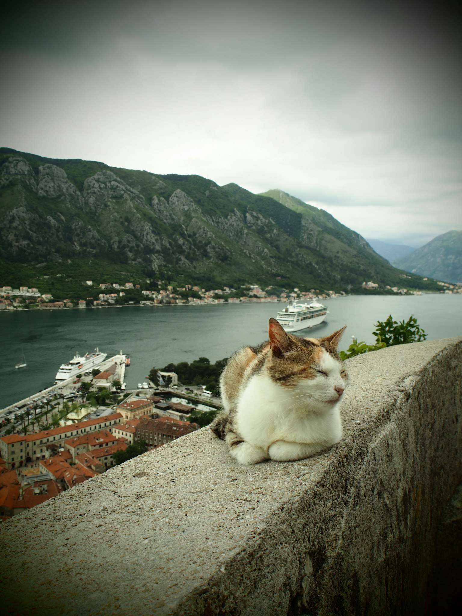 Eine Katze, die auf einer Steinmauer liegt, mit Bergen und einer Bucht im Hintergrund