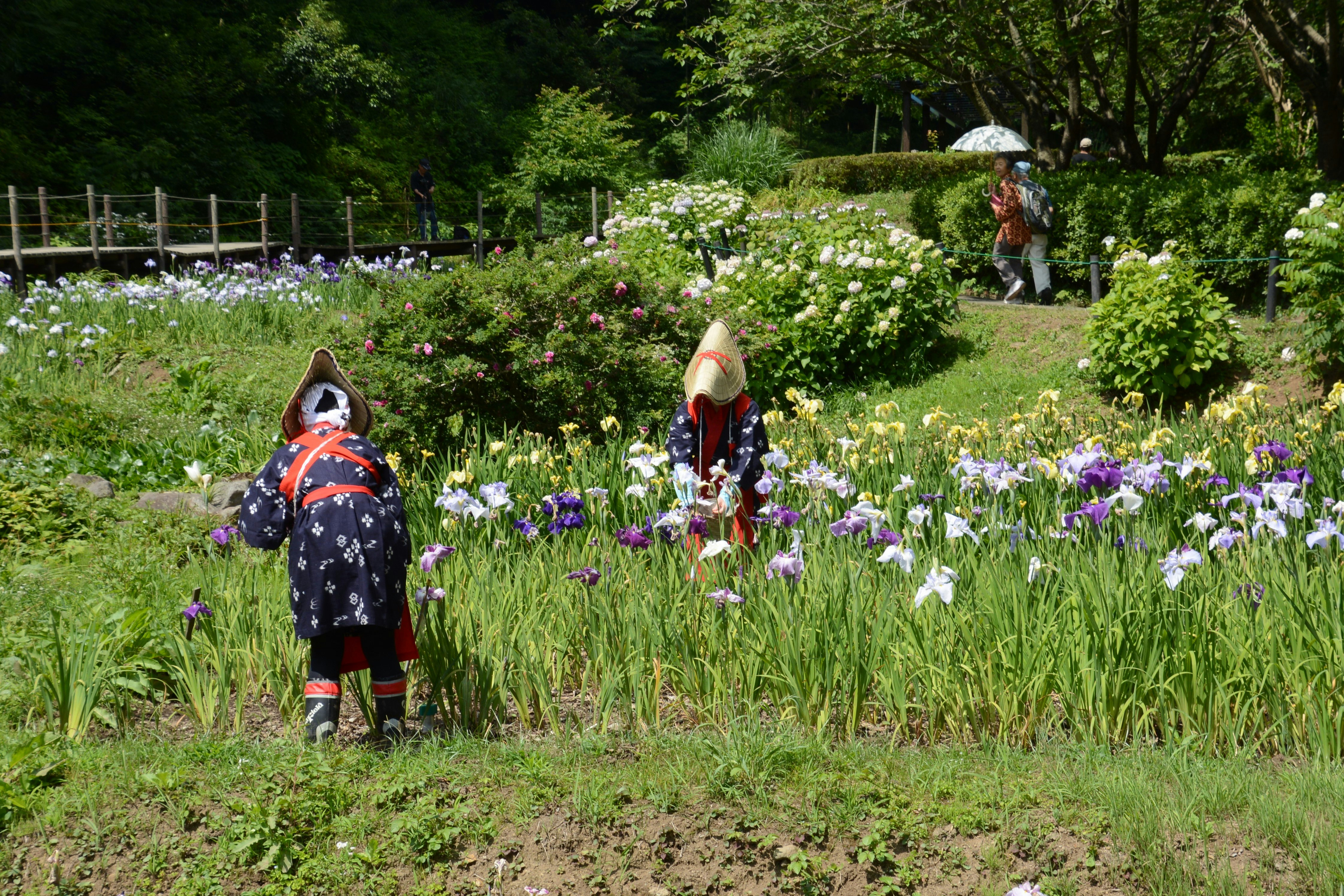 young women in traditional early-summer flower-picking attire in a flower field