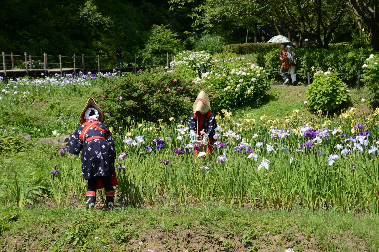 穿着传统服装的人在花田里工作