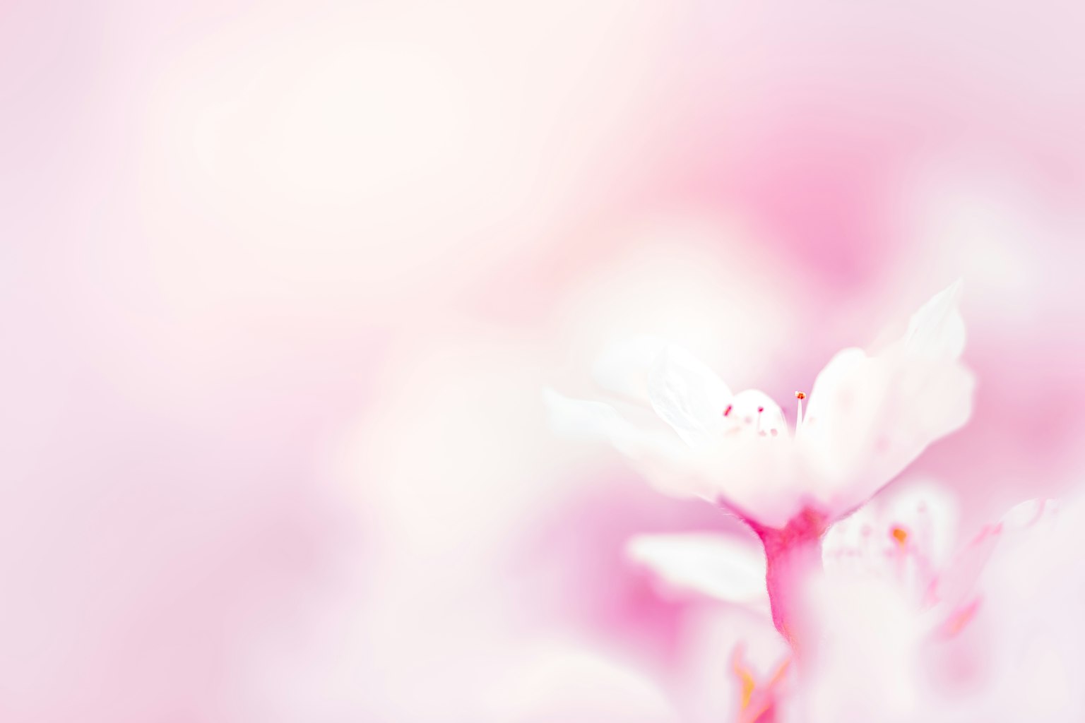 樱花特写，背景为柔和的粉色
