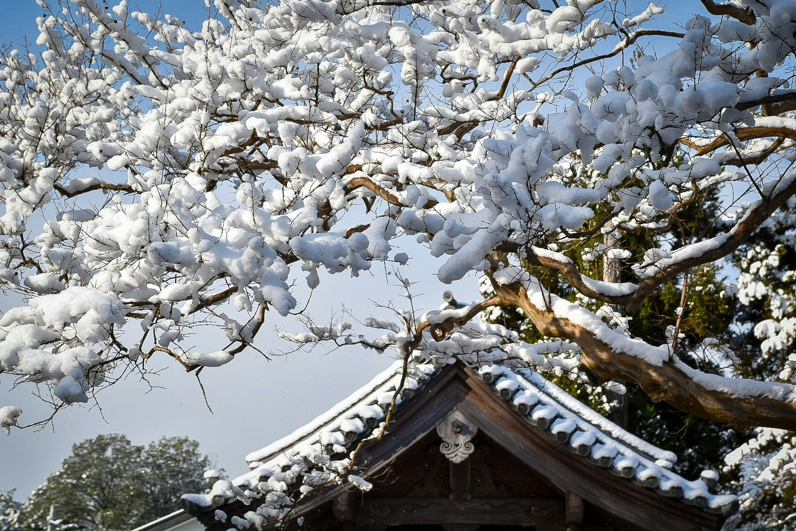 雪をまとった白い花の枝と寺院の屋根