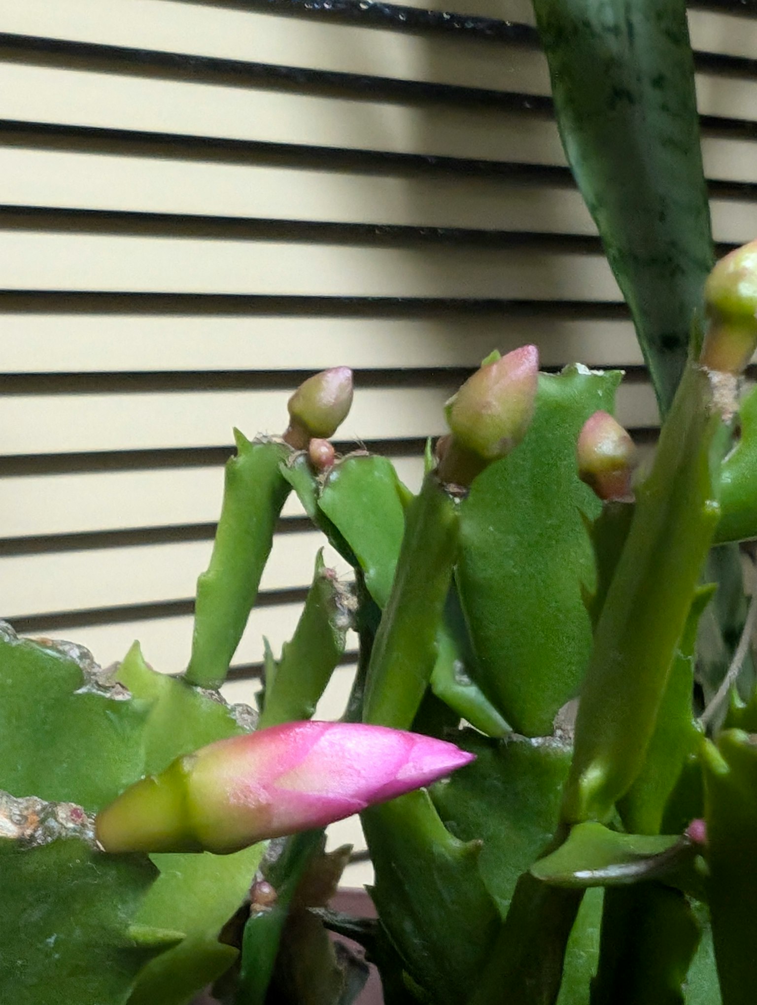 Primo piano di un cactus con foglie verdi e gemme rosa
