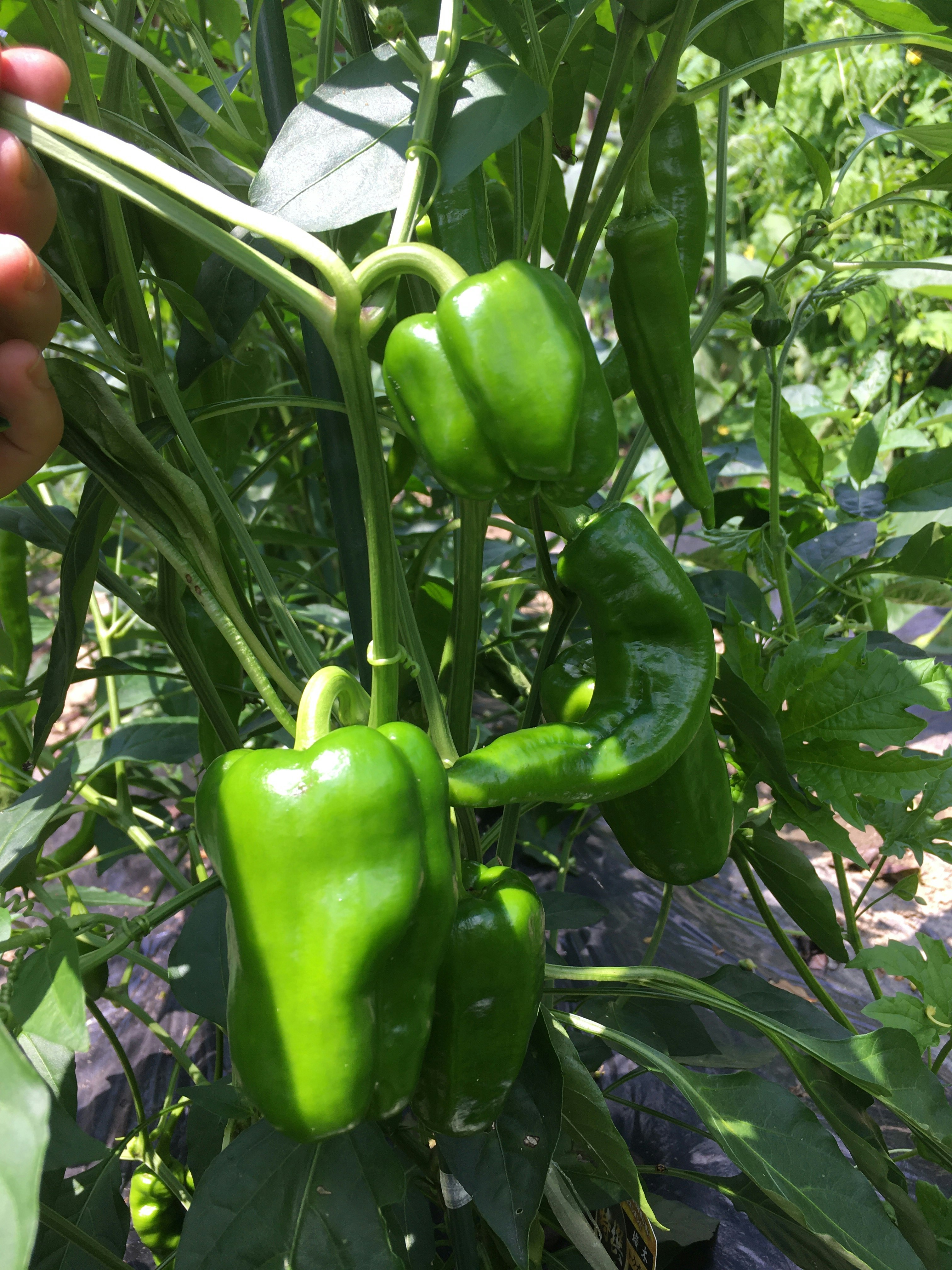 paprika hijau tumbuh di tanaman di kebun