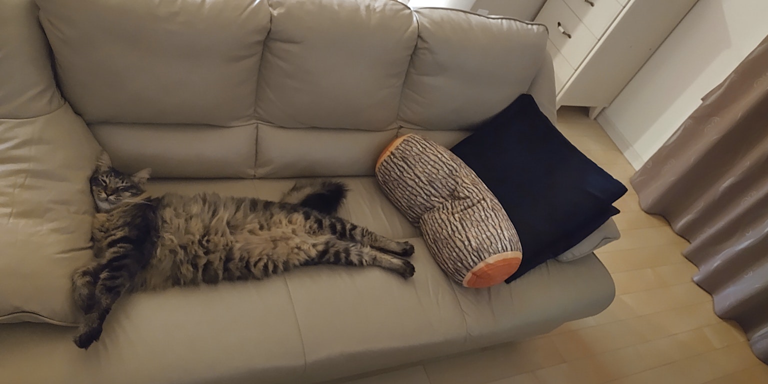 Un gato acostado en un sofá con cojines
