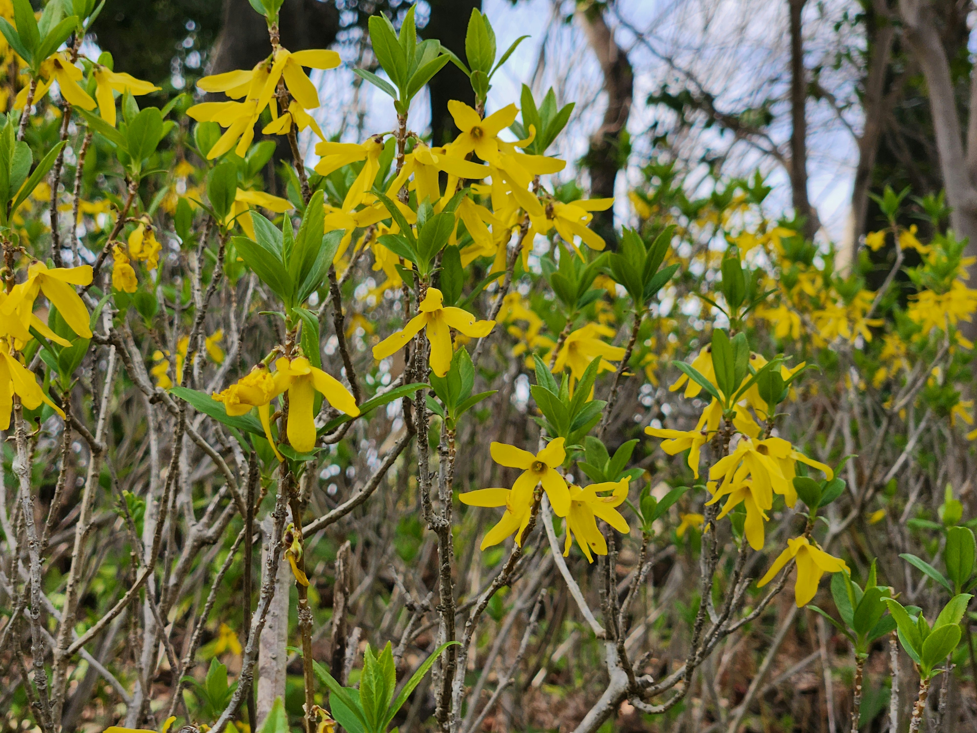 黄色いレンギョウの花が咲く春の木立
