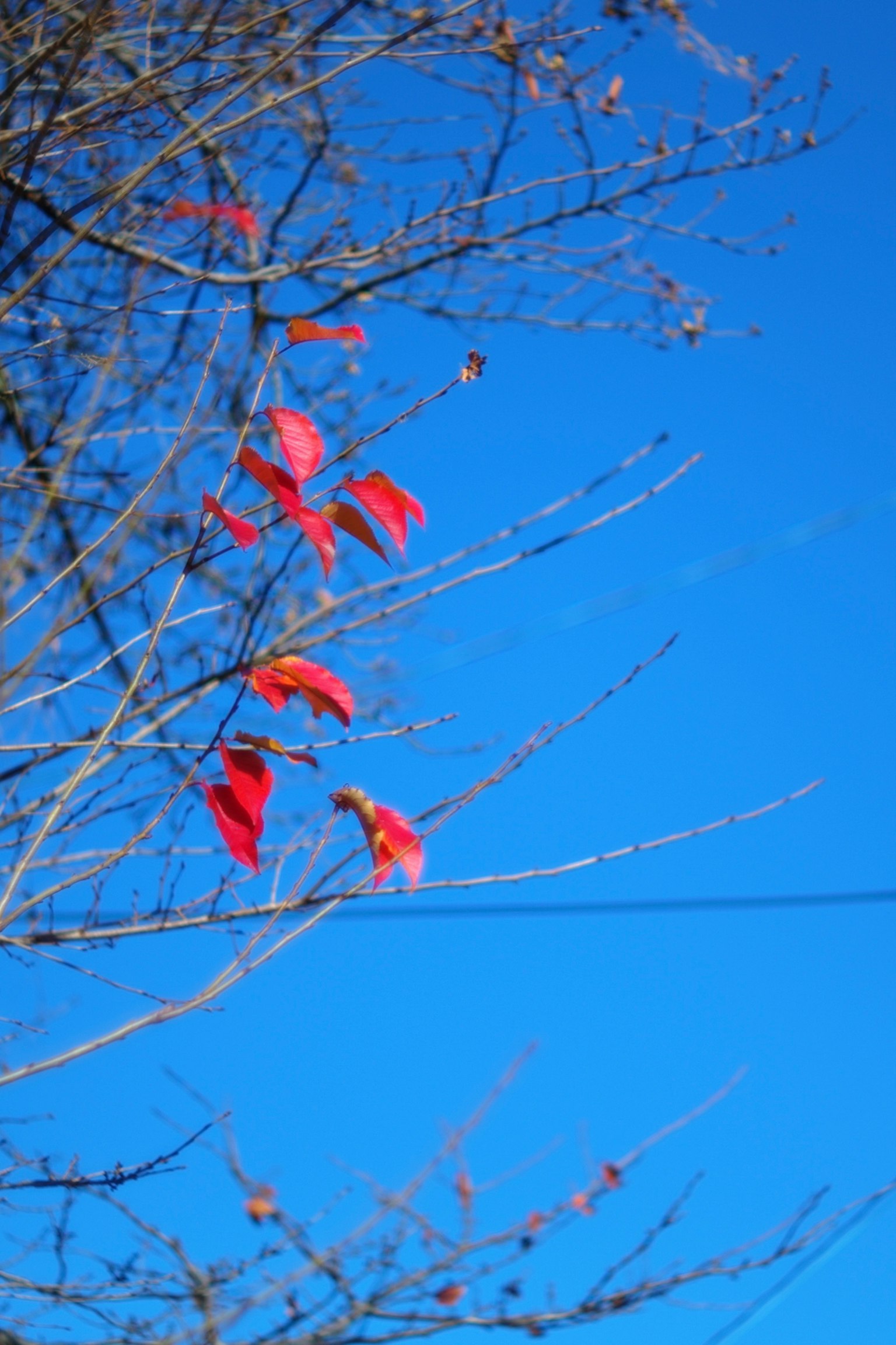 A tree branch with red leaves against a blue sky