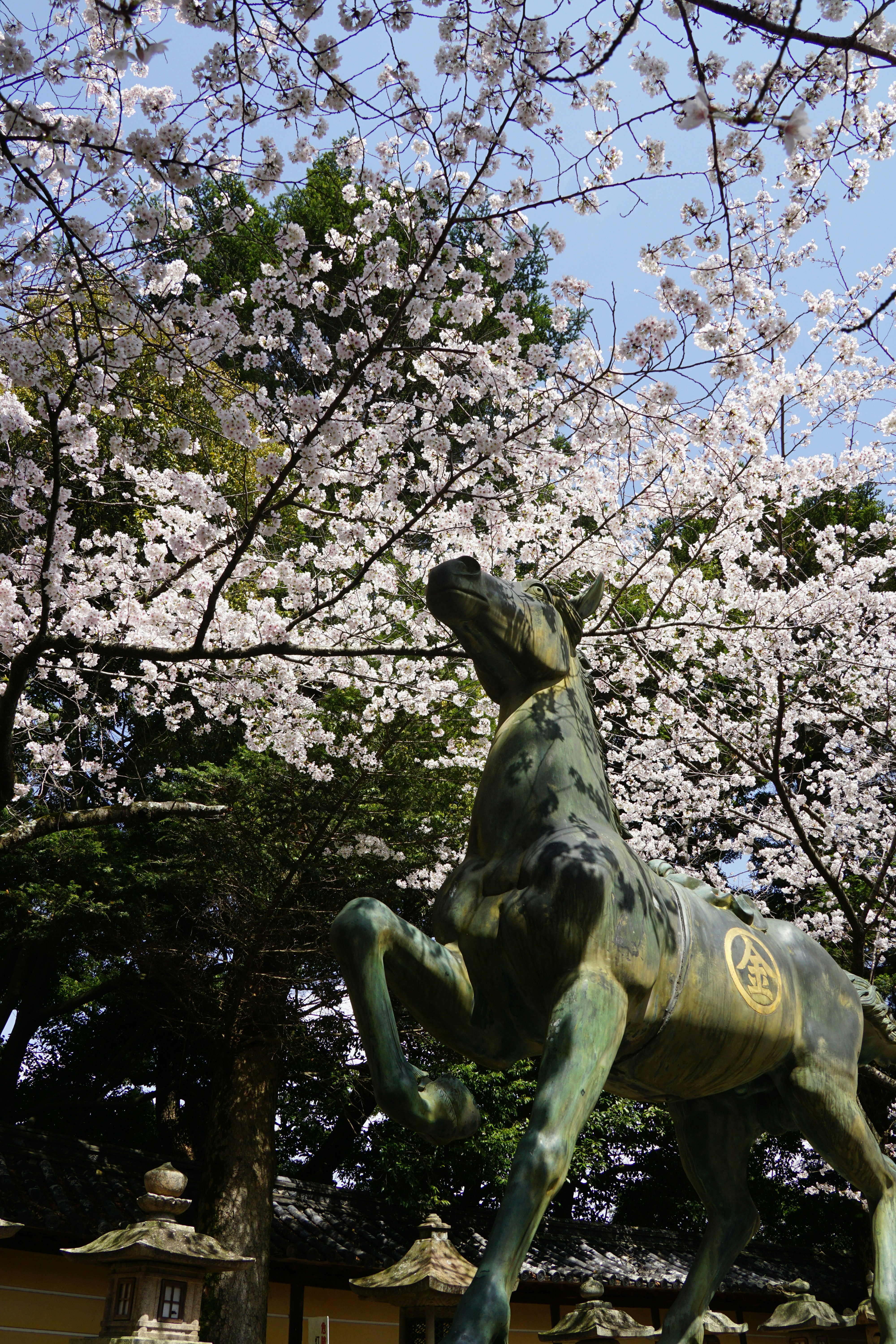 estatua ecuestre de bronce bajo cerezos en flor