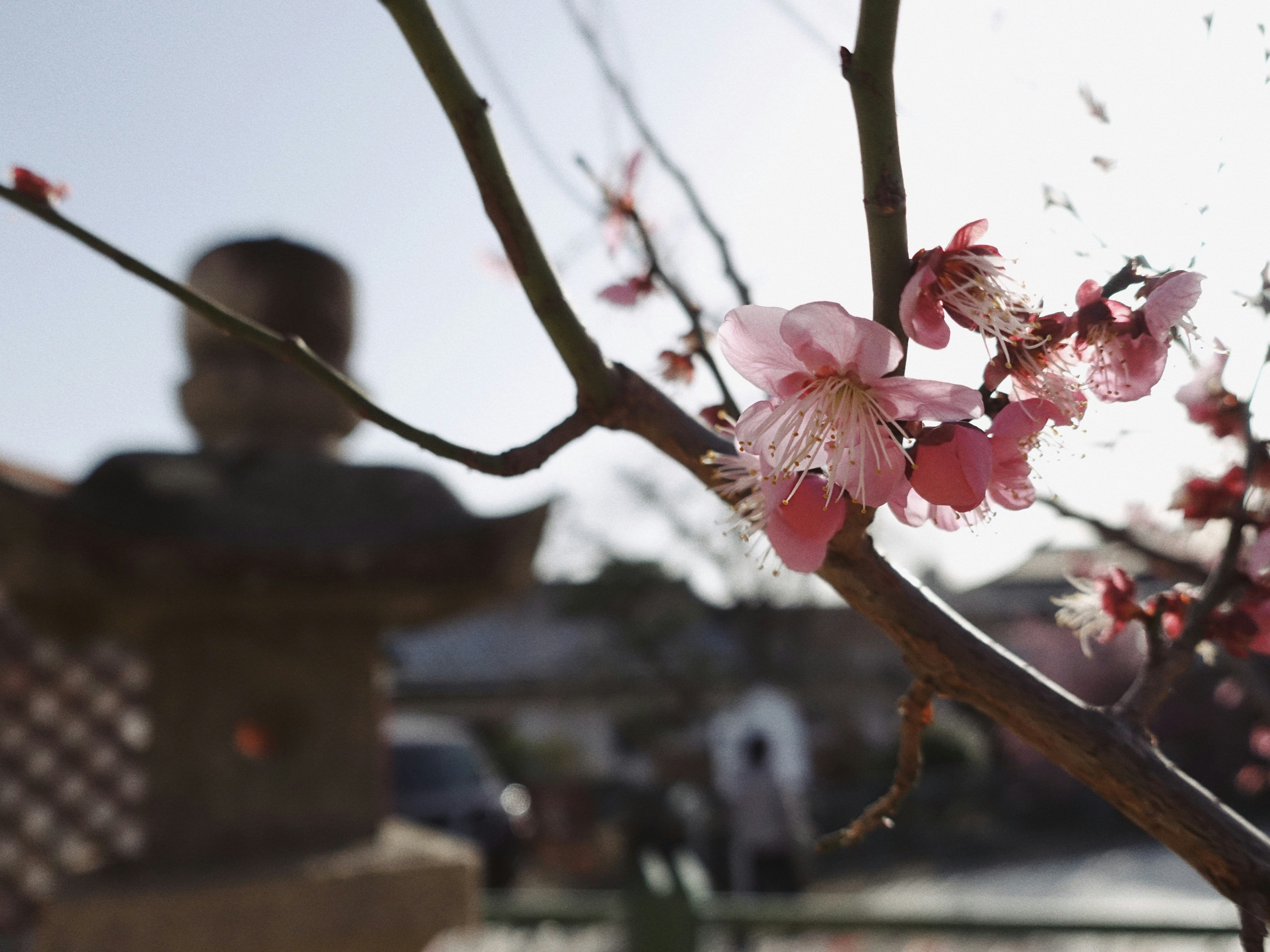 桜の花が咲いている枝と背景にある灯篭のある風景