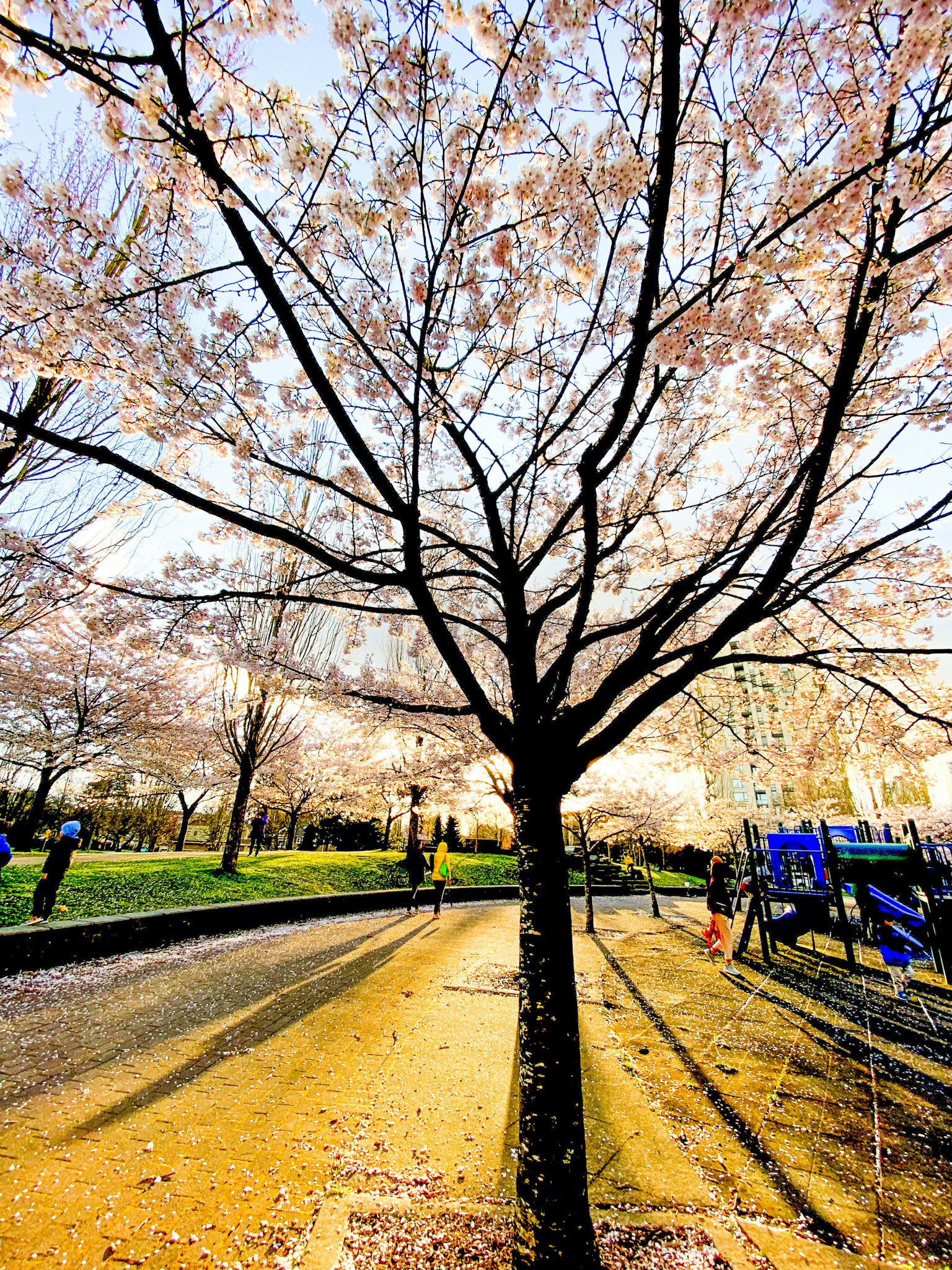 Scena di parco con un albero di ciliegio in fiore e un sentiero