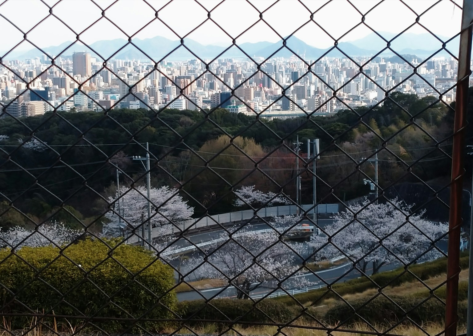 透過圍欄看到櫻花樹和城市天際線的景觀