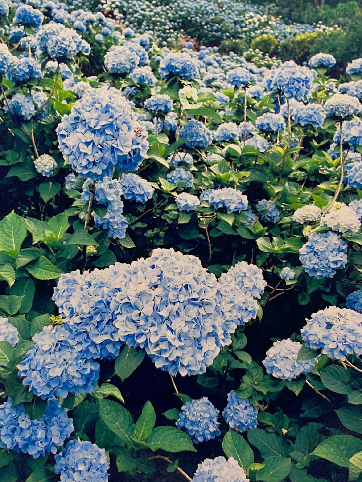 Flores de hortensia azul vibrante en plena floración