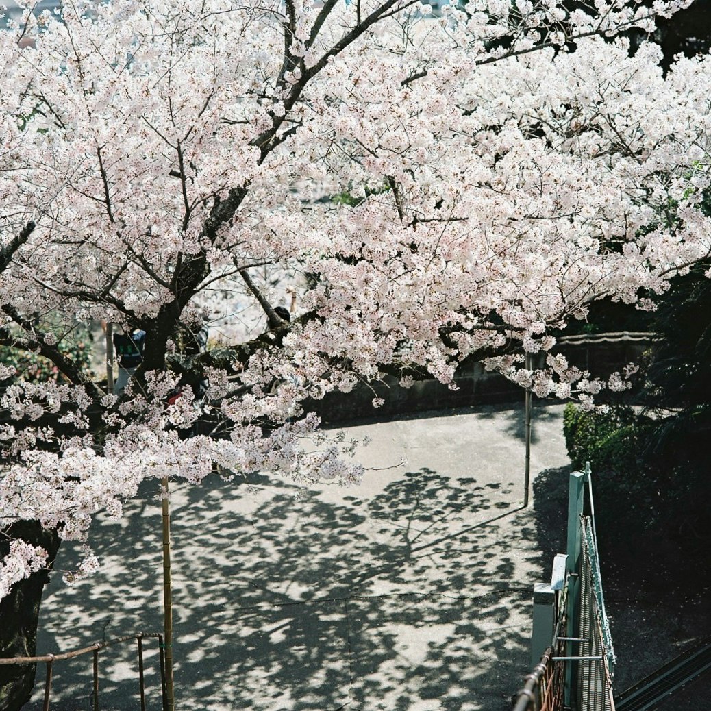 桜の並木と石畳の小道
