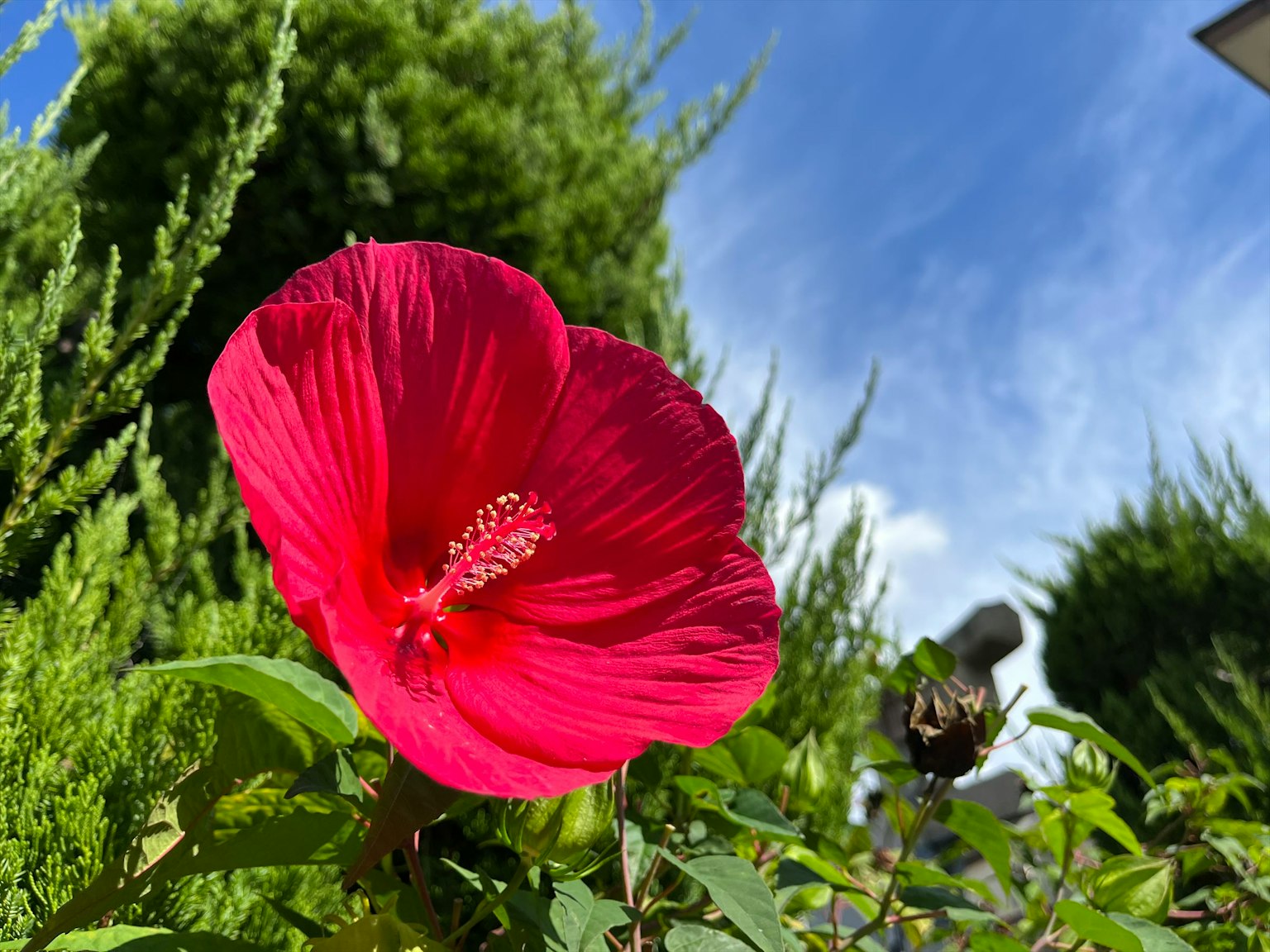 Fiore di ibisco rosso vibrante con sfondo di cielo blu