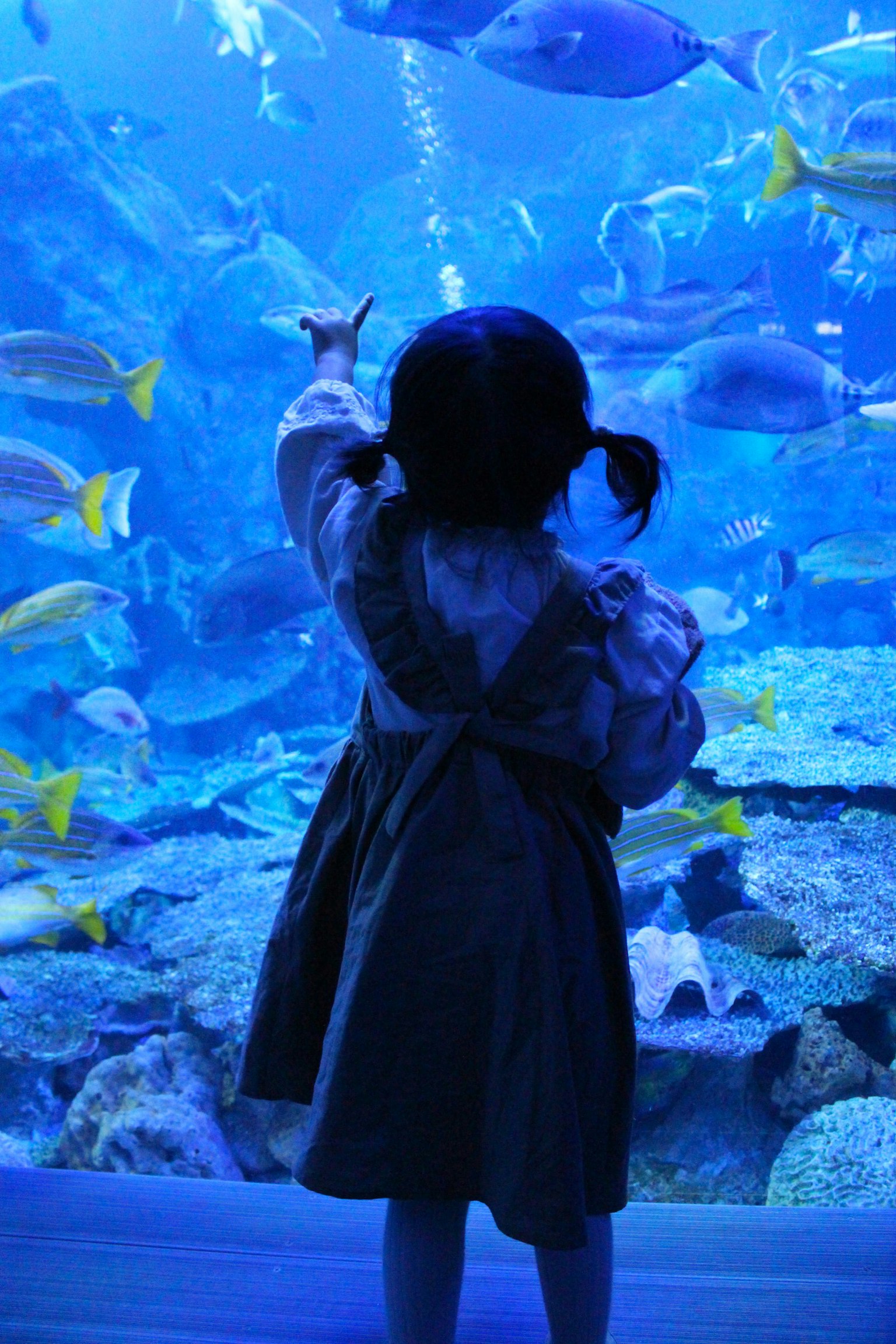 Bambina che indica i pesci in un acquario blu