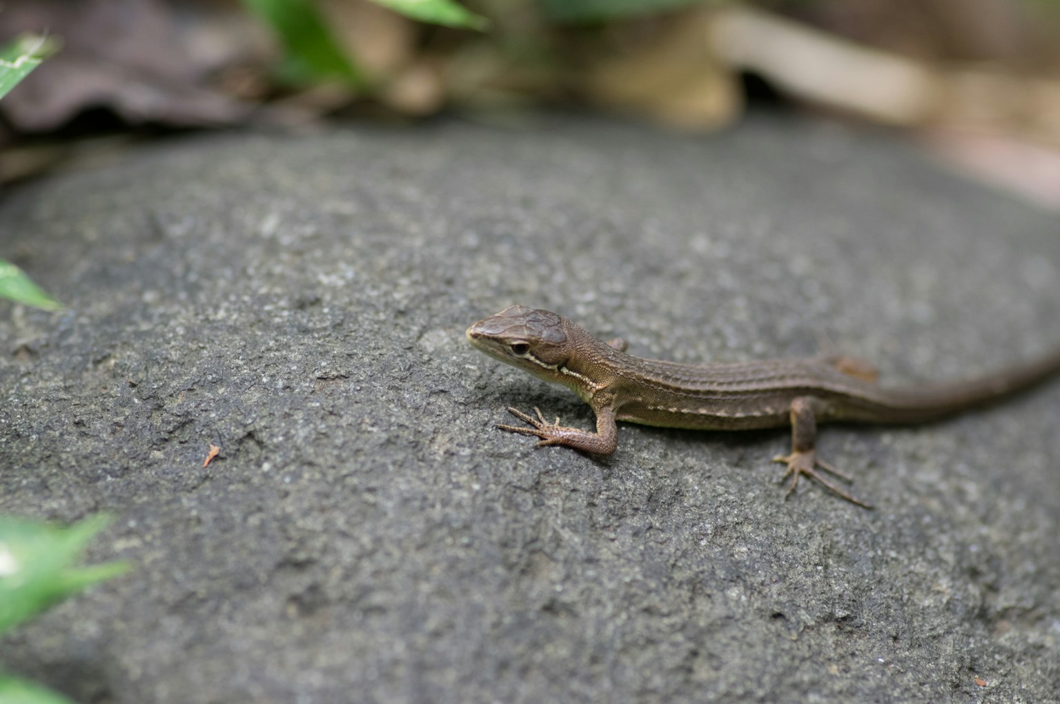 Close-up of a small lizard crawling on a rock