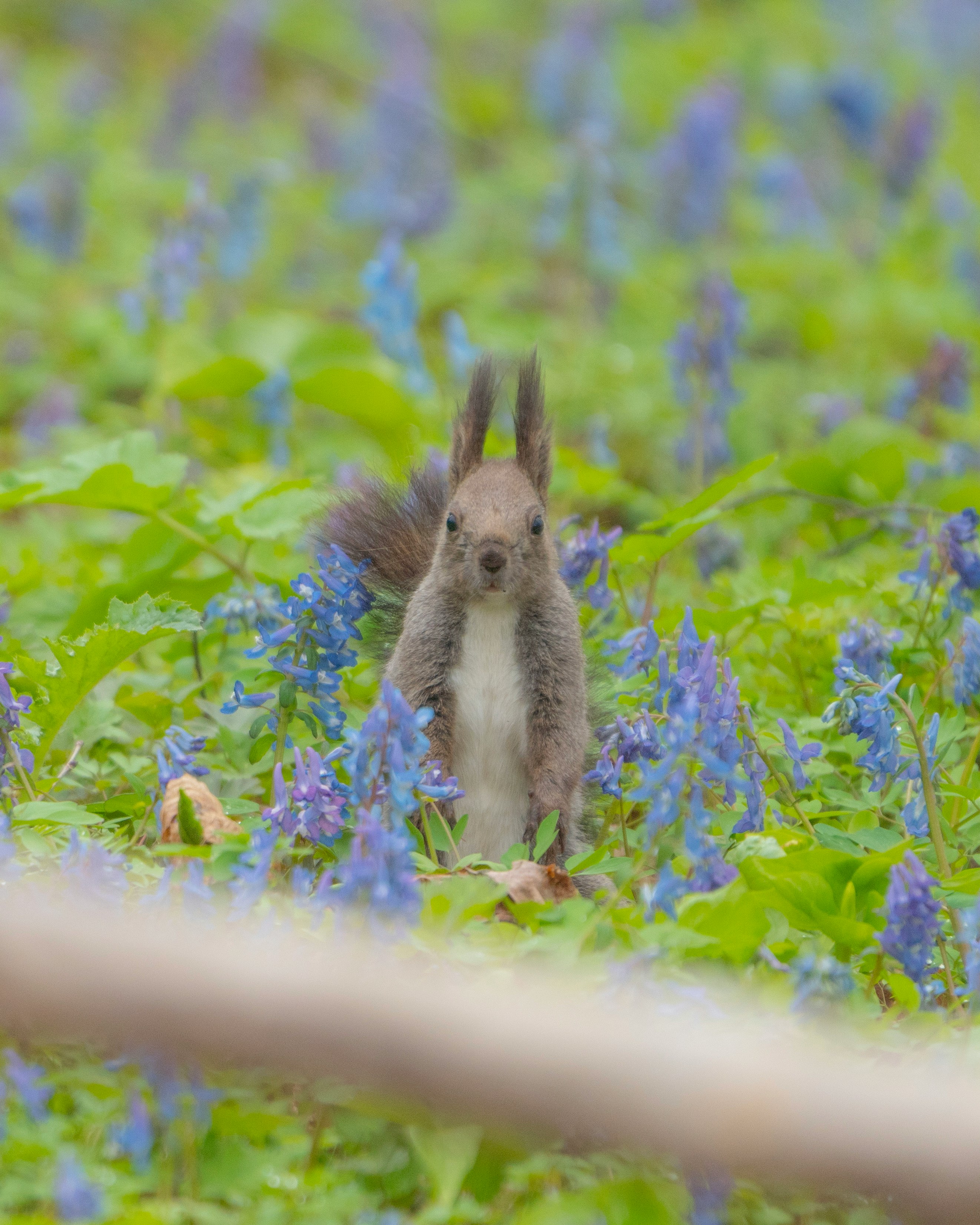small wild rabbit standing in a blue flower field