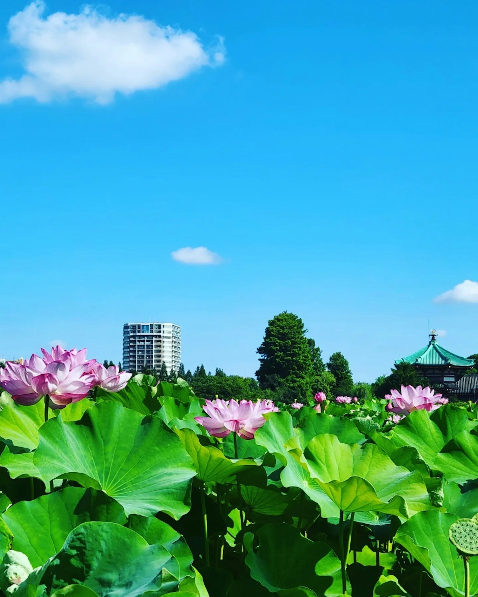 Fiori di loto che fioriscono sotto un cielo blu con nuvole bianche