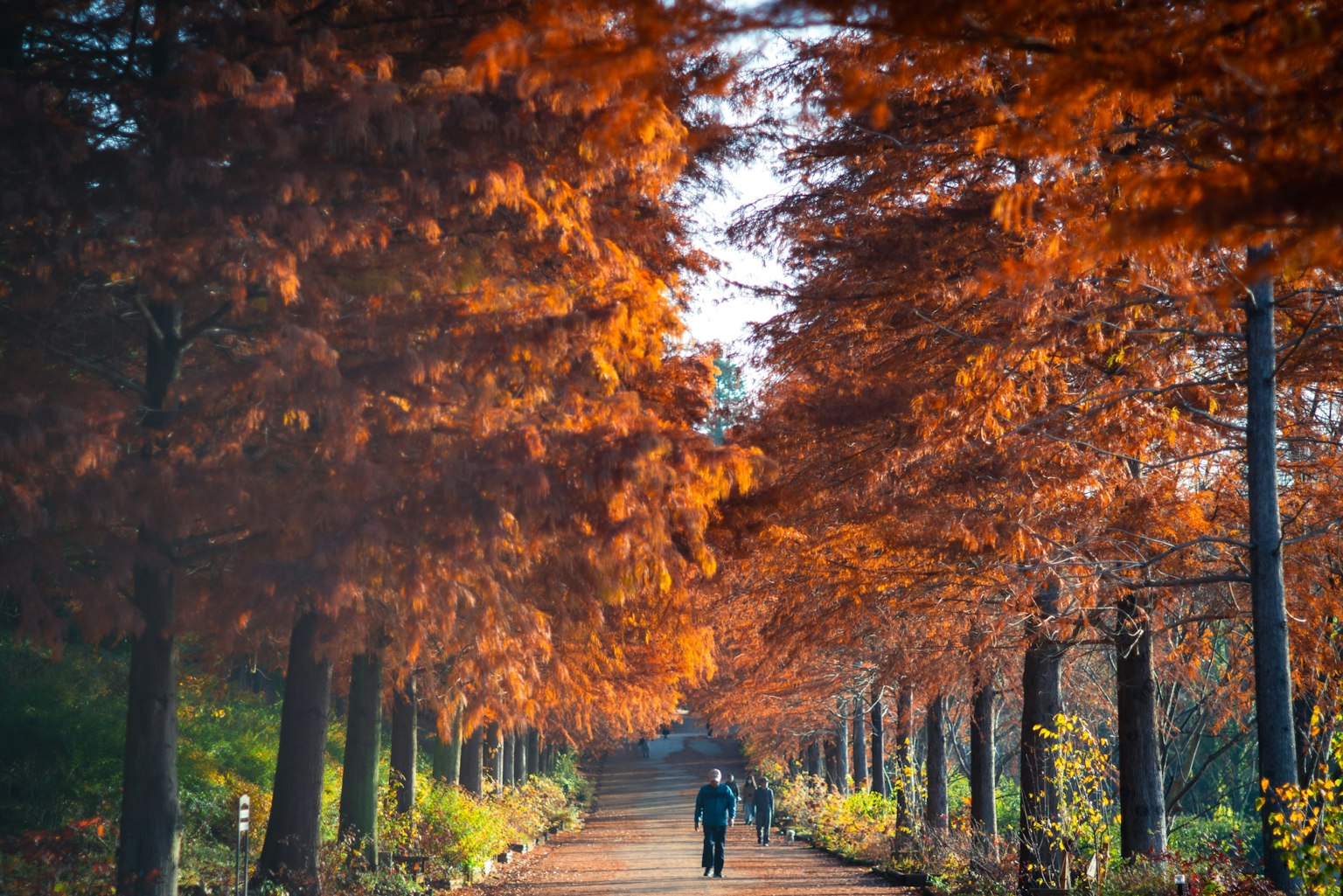 Une personne marchant le long d'un chemin entouré de feuillage d'automne