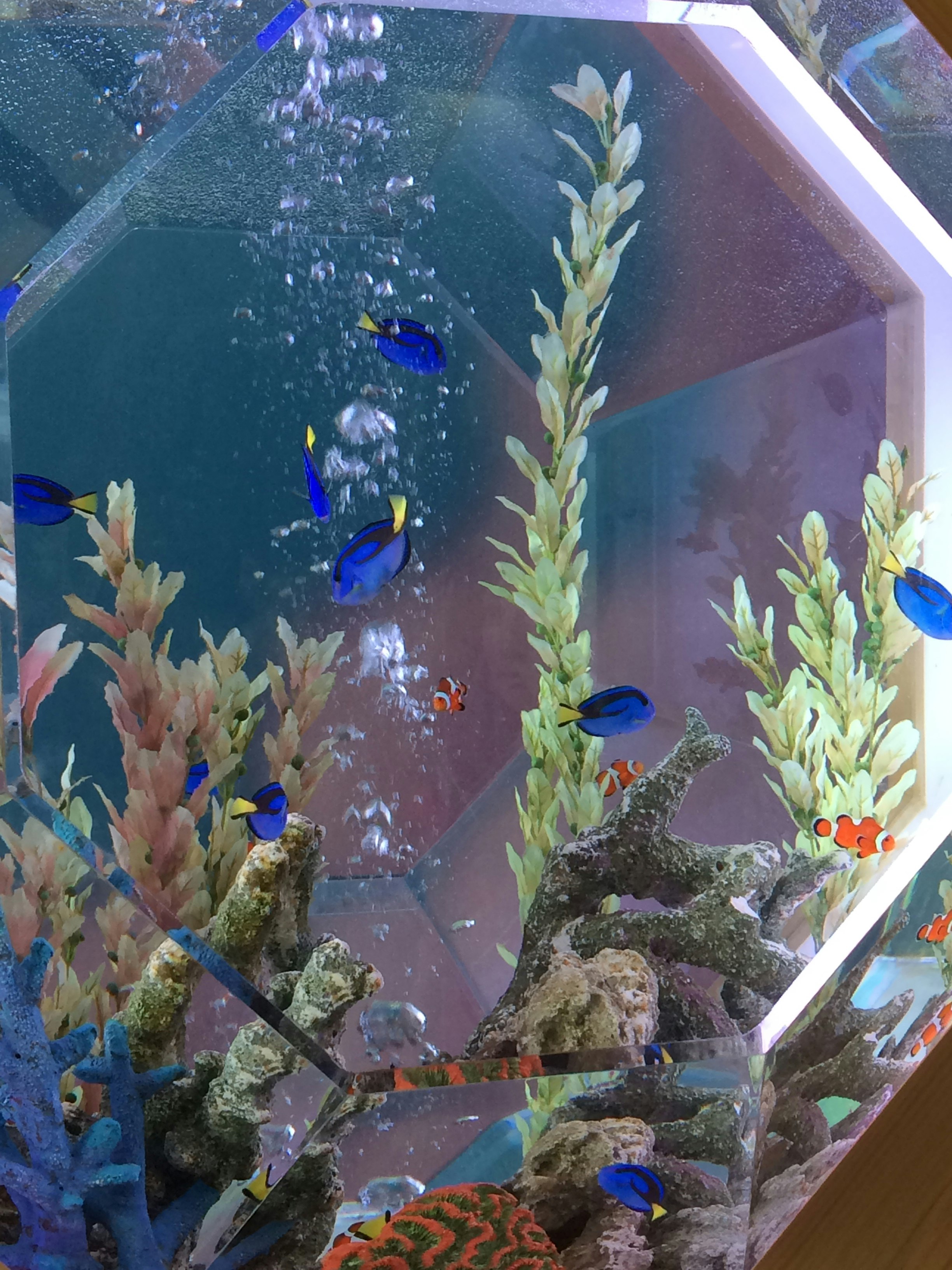 ガラス越しの熱帯魚が泳ぐ水槽の中のサンゴと岩
