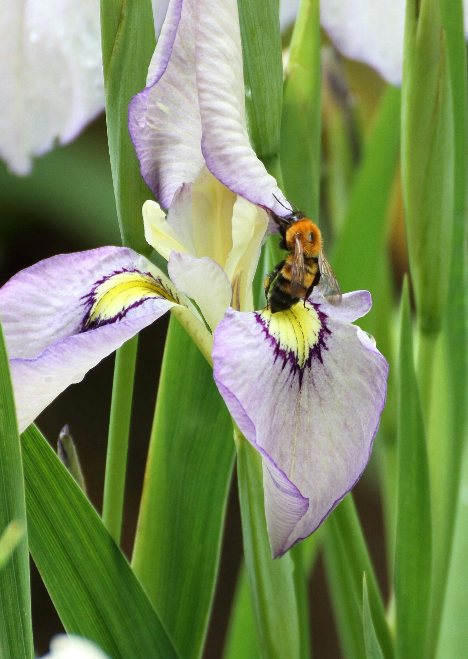 Abeille sur une fleur d'iris violet