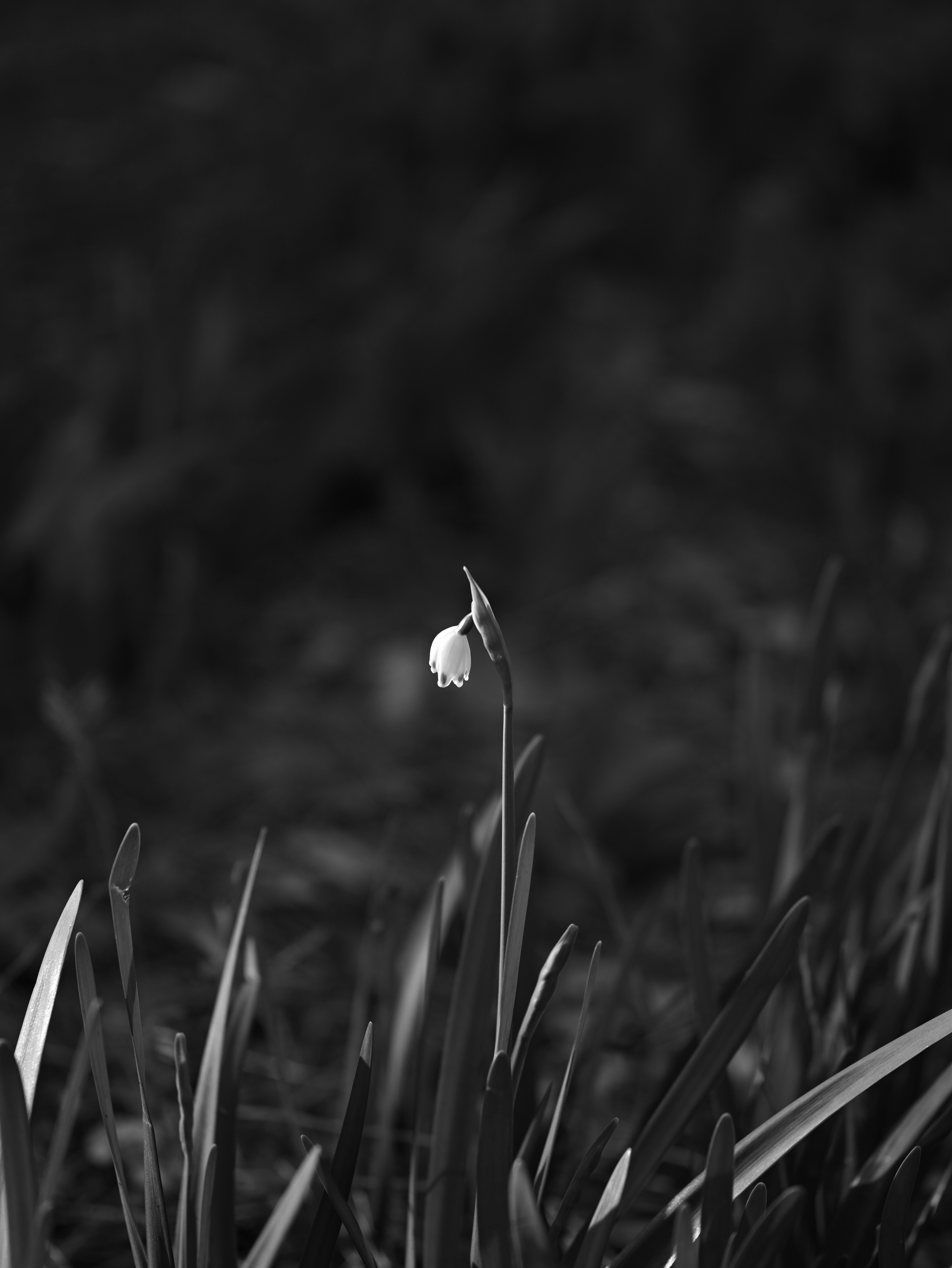 close-up of a white flower in grass