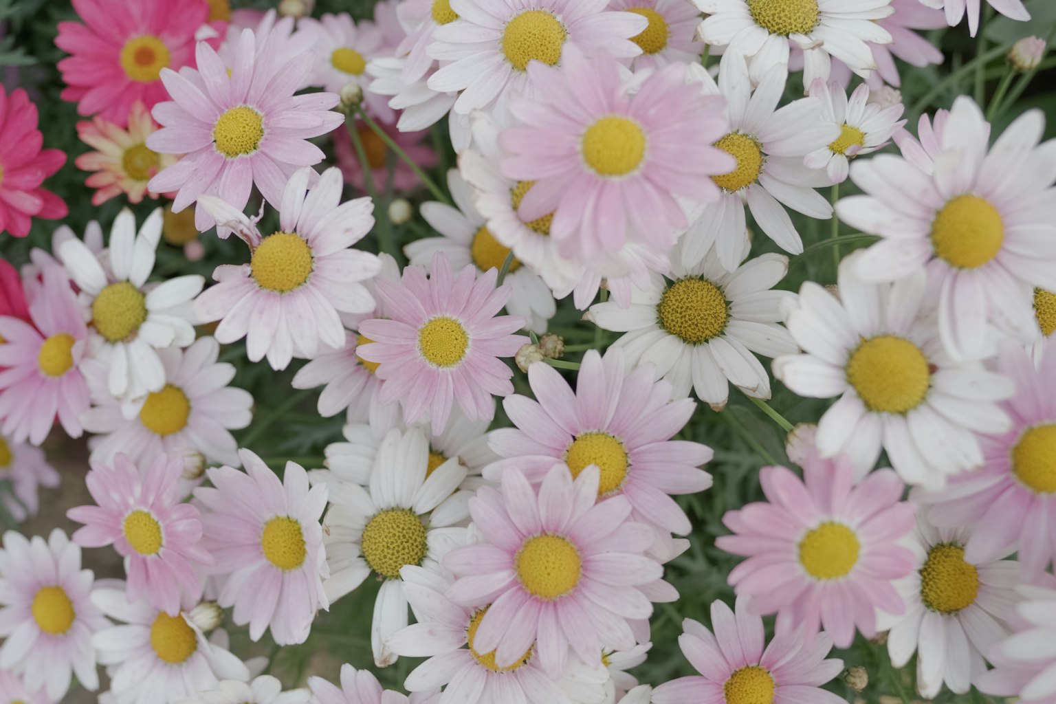 Eine lebendige Darstellung von blühenden rosa und weißen Gänseblümchen