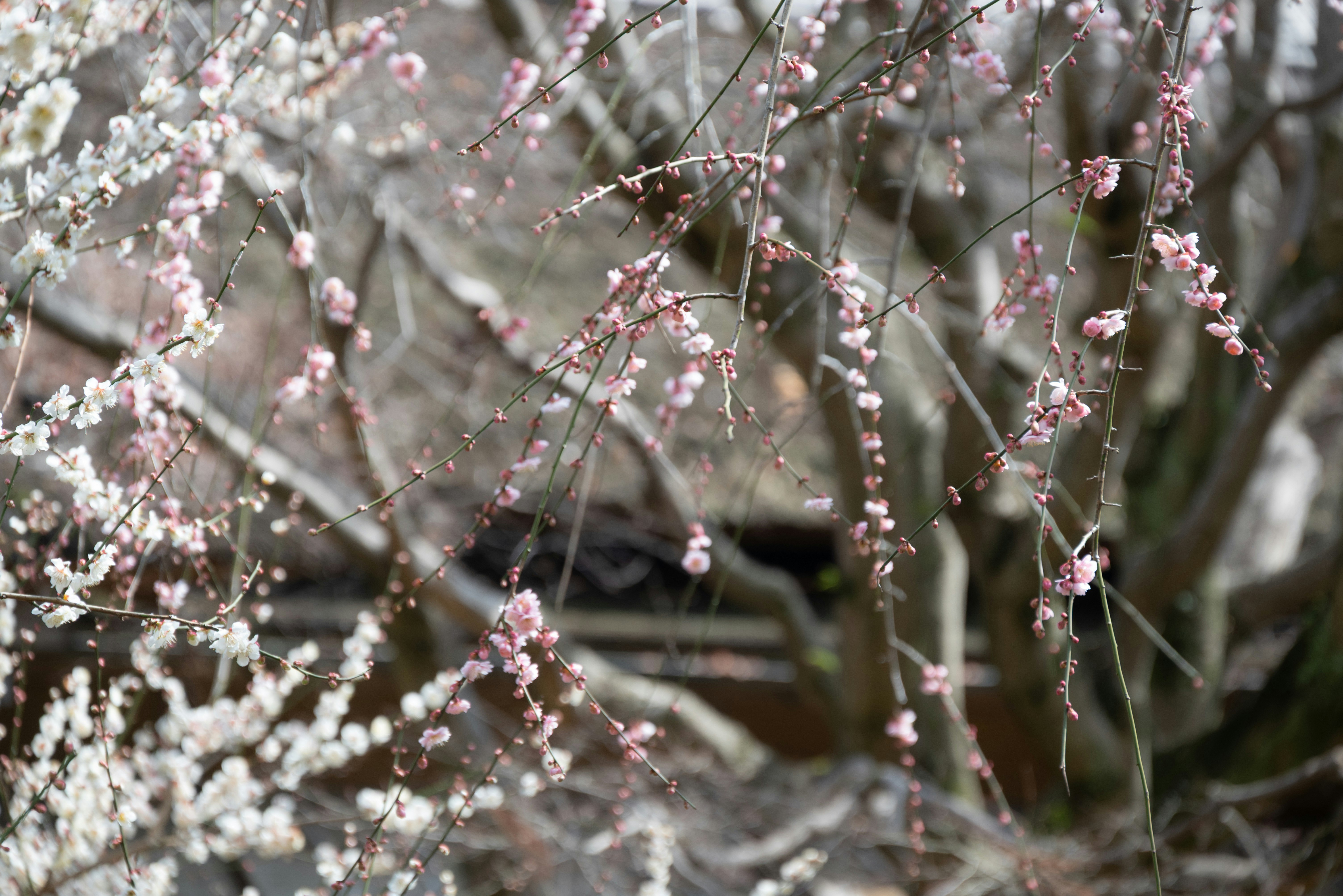 枝垂れ梅の花が咲く庭の風景