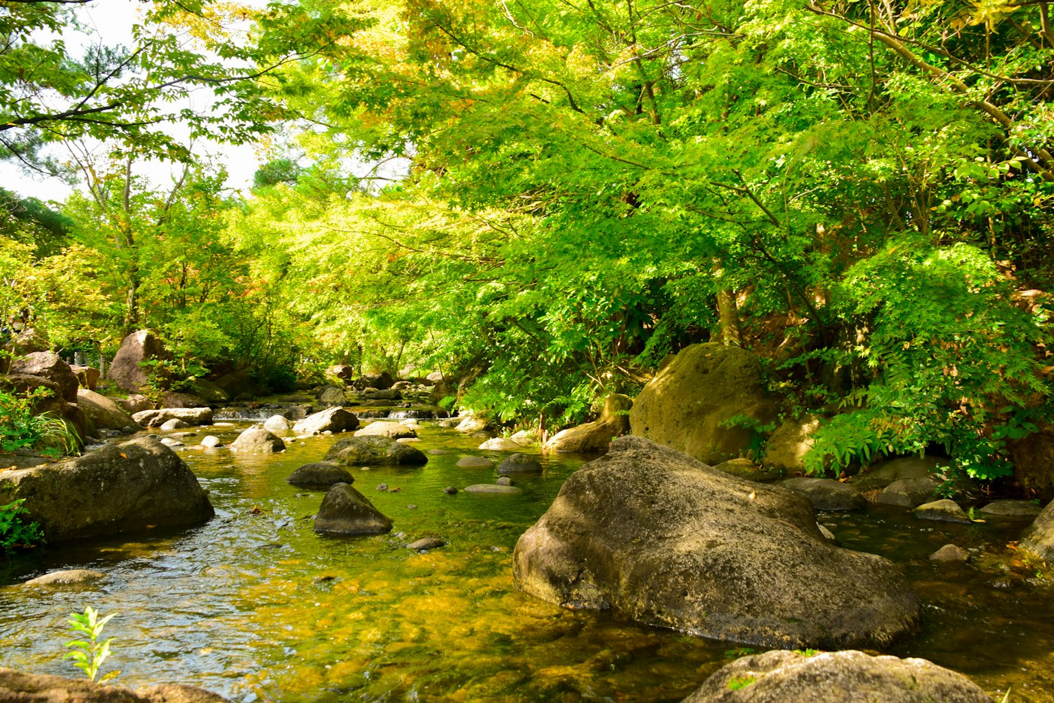 Vue pittoresque d'un ruisseau entouré d'arbres verts luxuriants