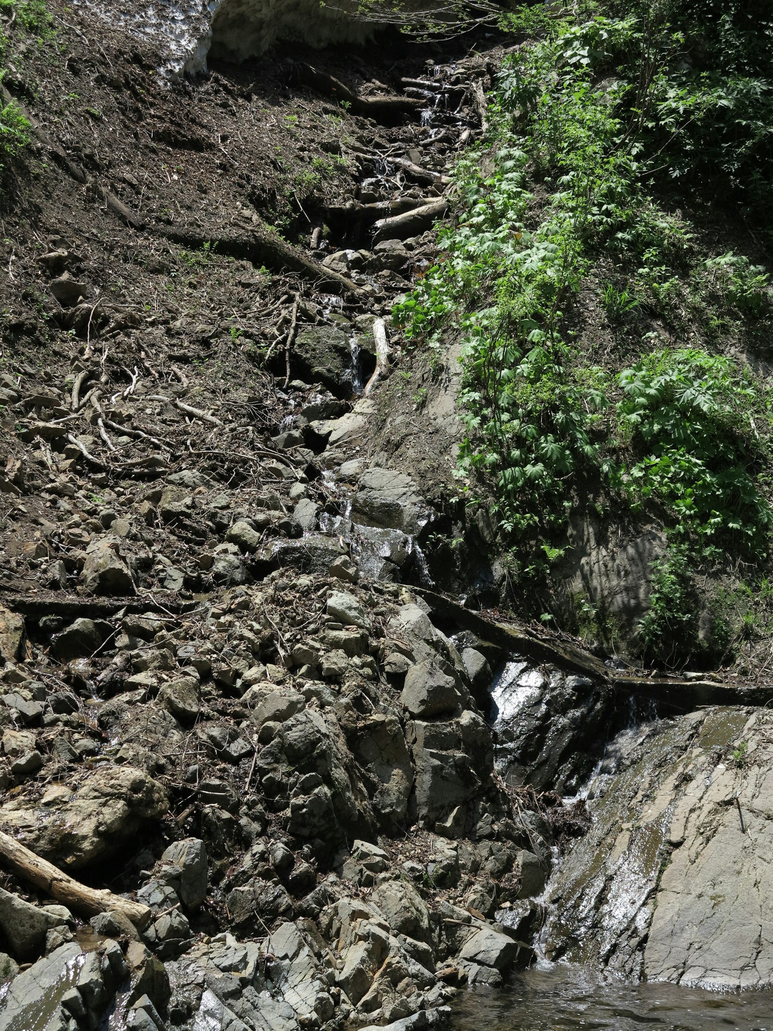 Un paisaje de arroyo rocoso con vegetación y troncos caídos
