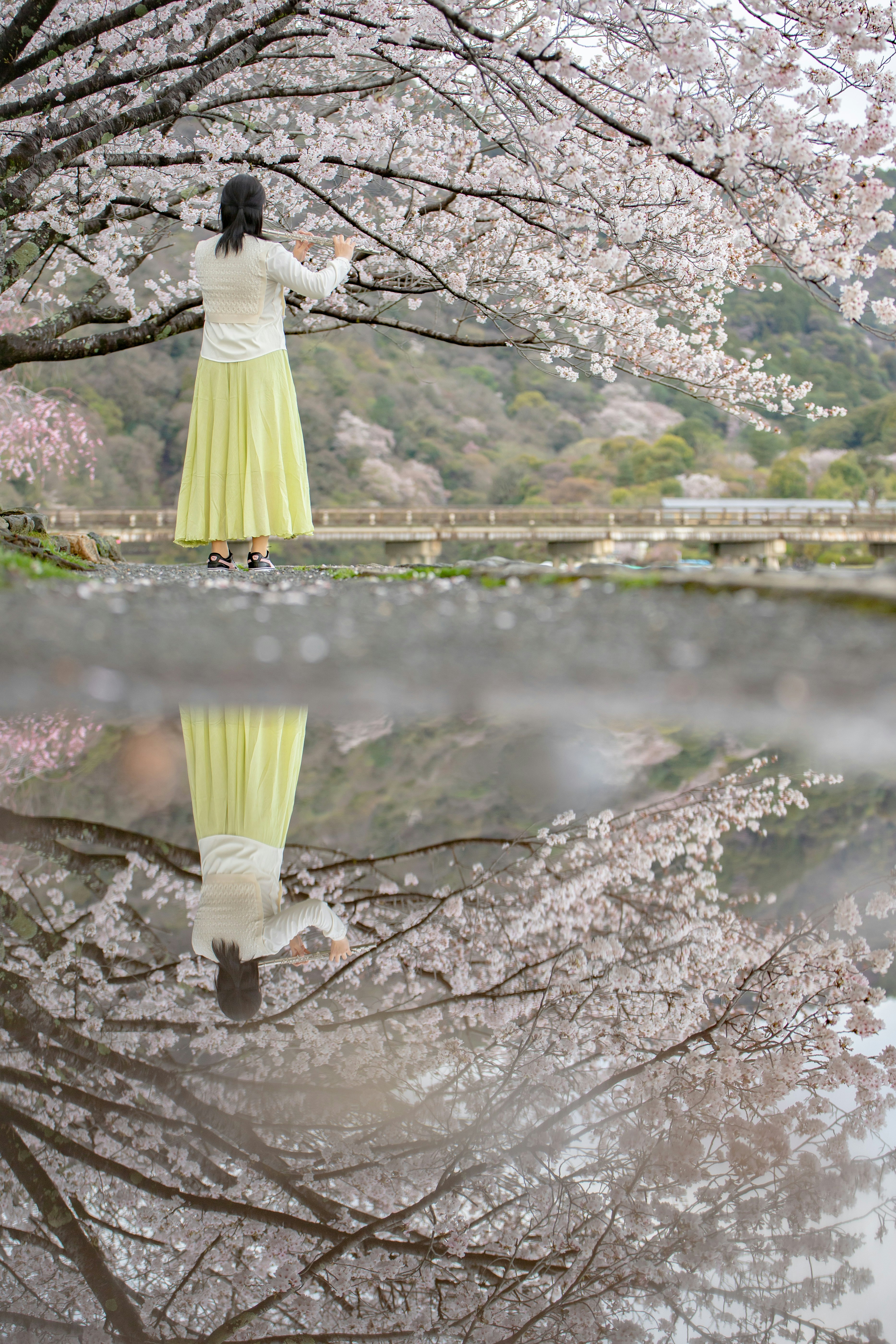 桜の木の下で水面に映る女性