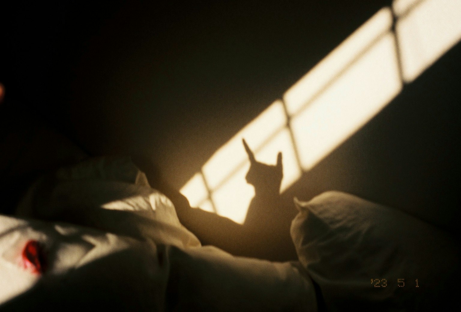 Shadow of a cat resting on a bed illuminated by sunlight streaming through a window