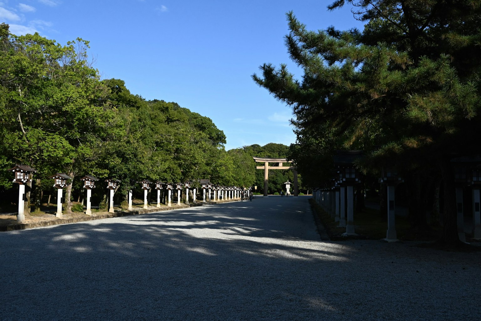 被郁郁葱葱的绿树环绕的风景道路，背景有一个鸟居