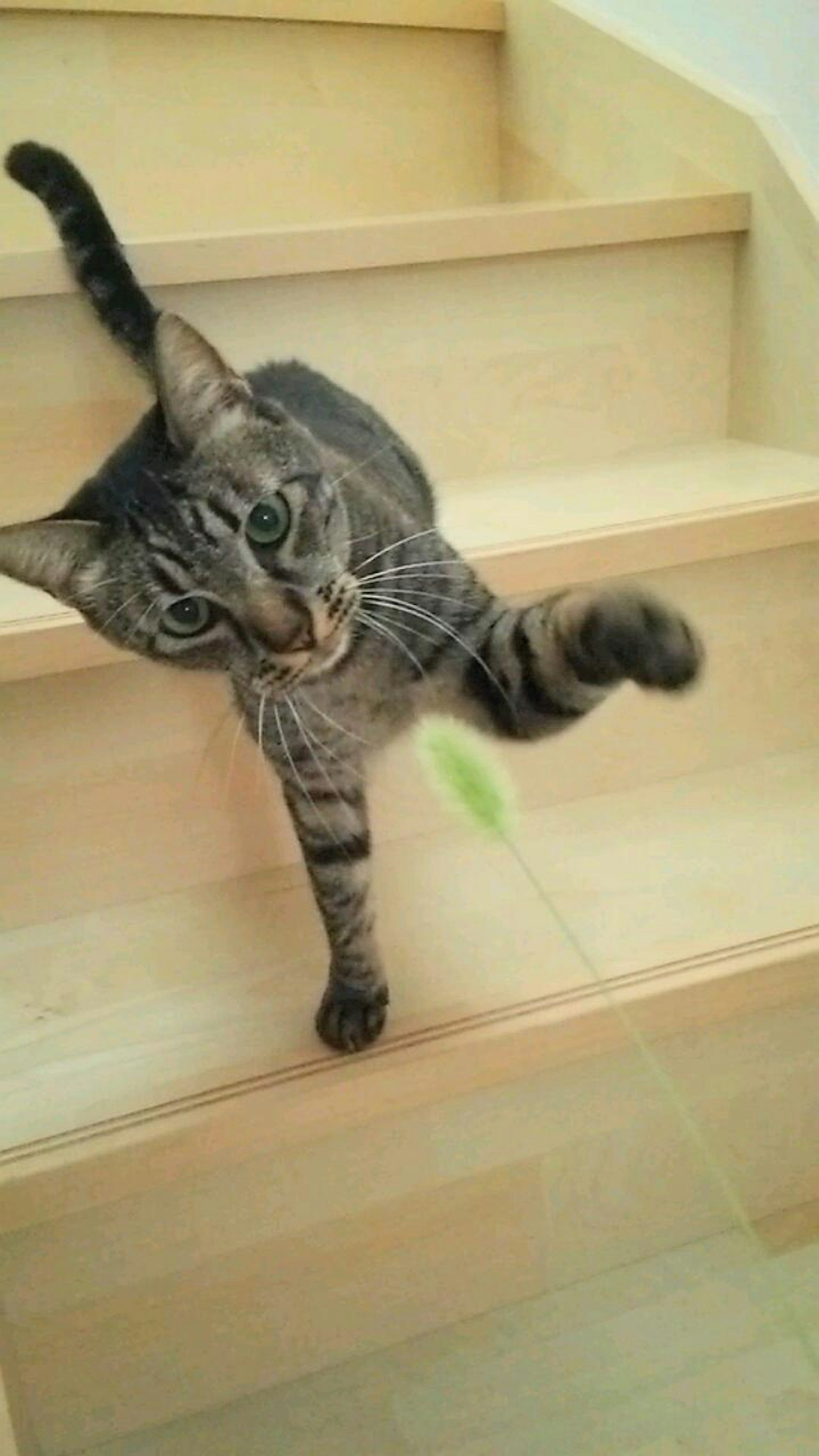 一只在楼梯上玩耍的猫用爪子伸向玩具