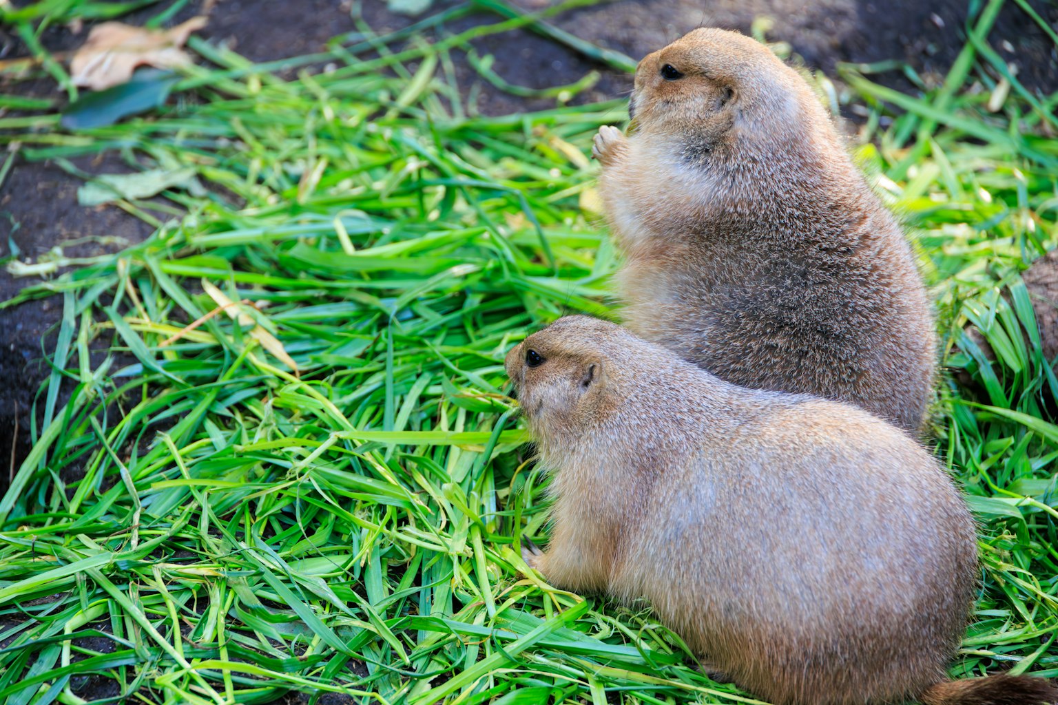 Zwei Präriehunde sitzen auf grünem Gras