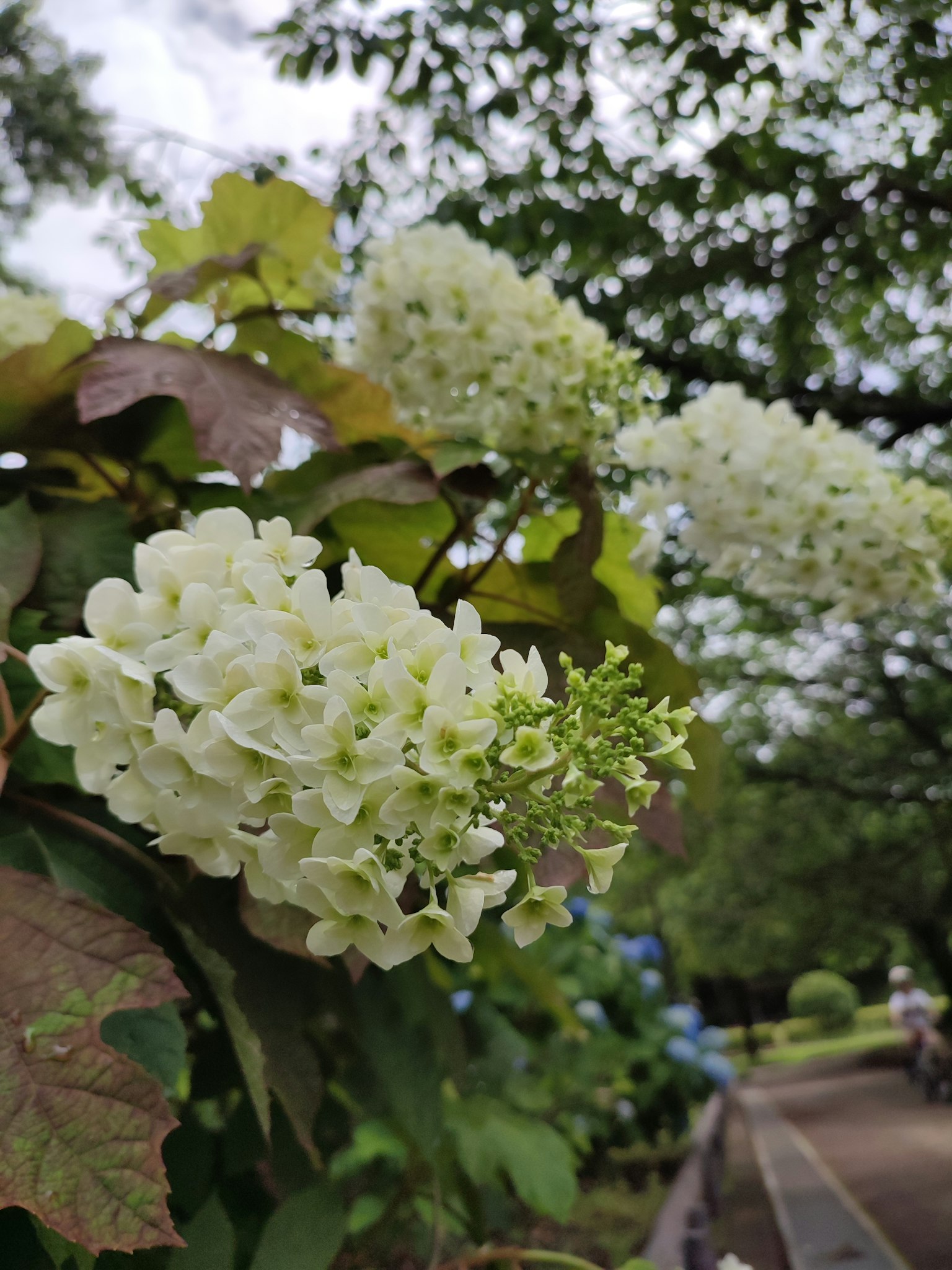 Scène de parc avec des fleurs blanches en fleurs