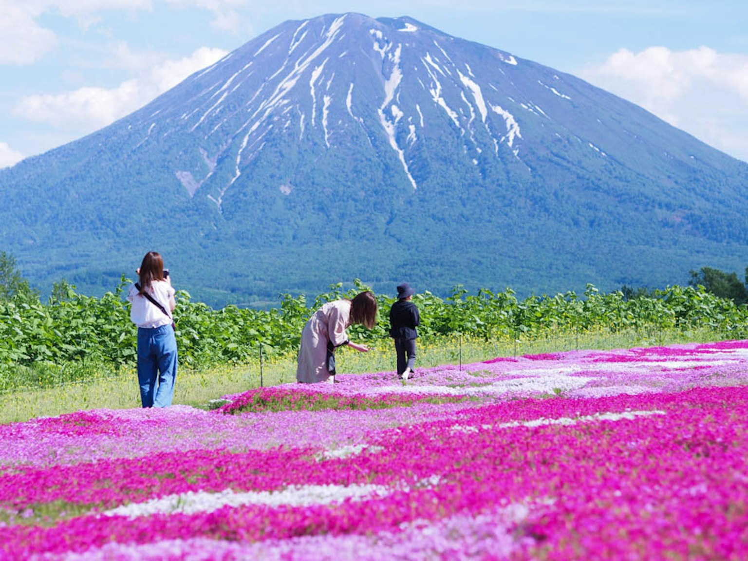 Campo di fiori colorati con una montagna innevata sullo sfondo
