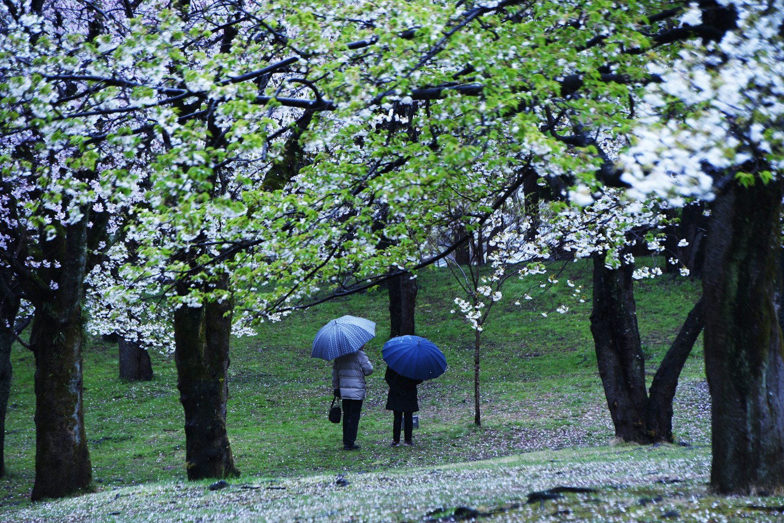 Due persone che camminano sotto alberi di ciliegio in fiore con ombrelli in un paesaggio fiorito