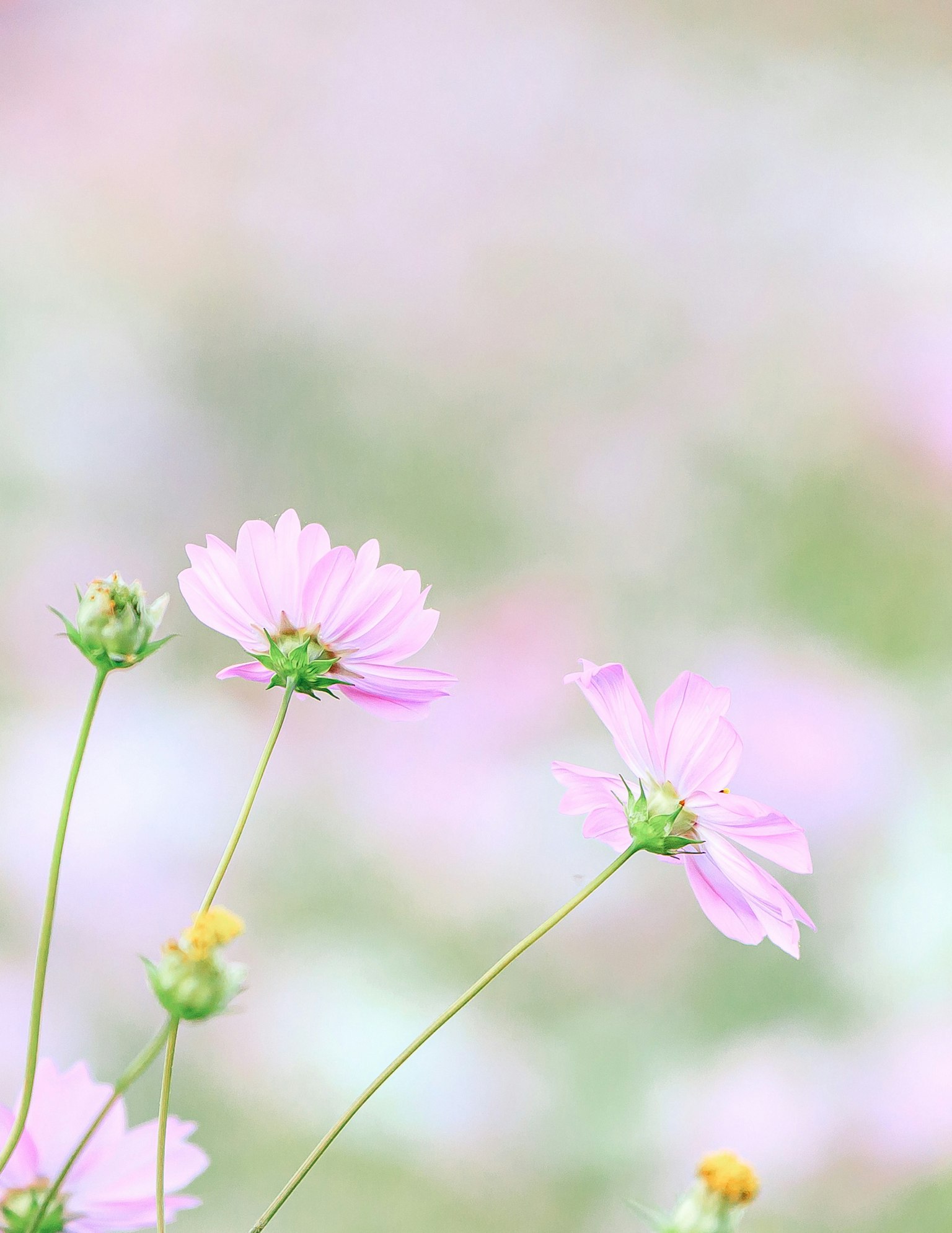 Flores rosas delicadas contra un fondo suave difuminado