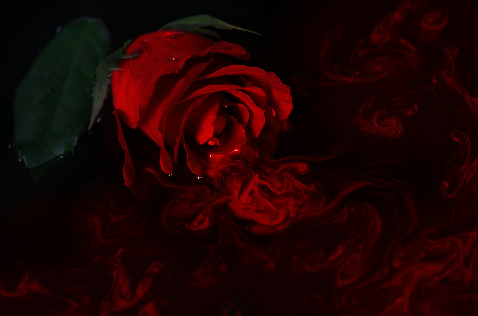 黑色背景上的紅玫瑰和水滴