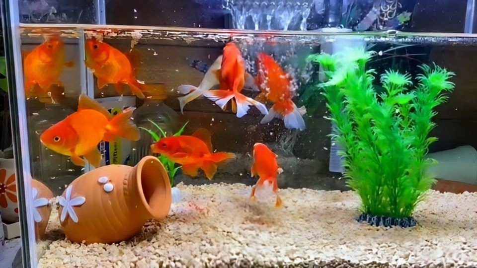 金魚鉢の中で泳ぐ金魚と水草のある水槽