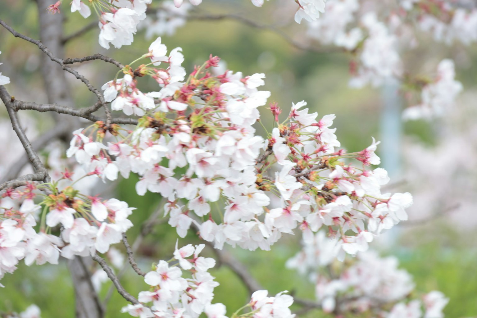 Primo piano di rami di ciliegio in fiore