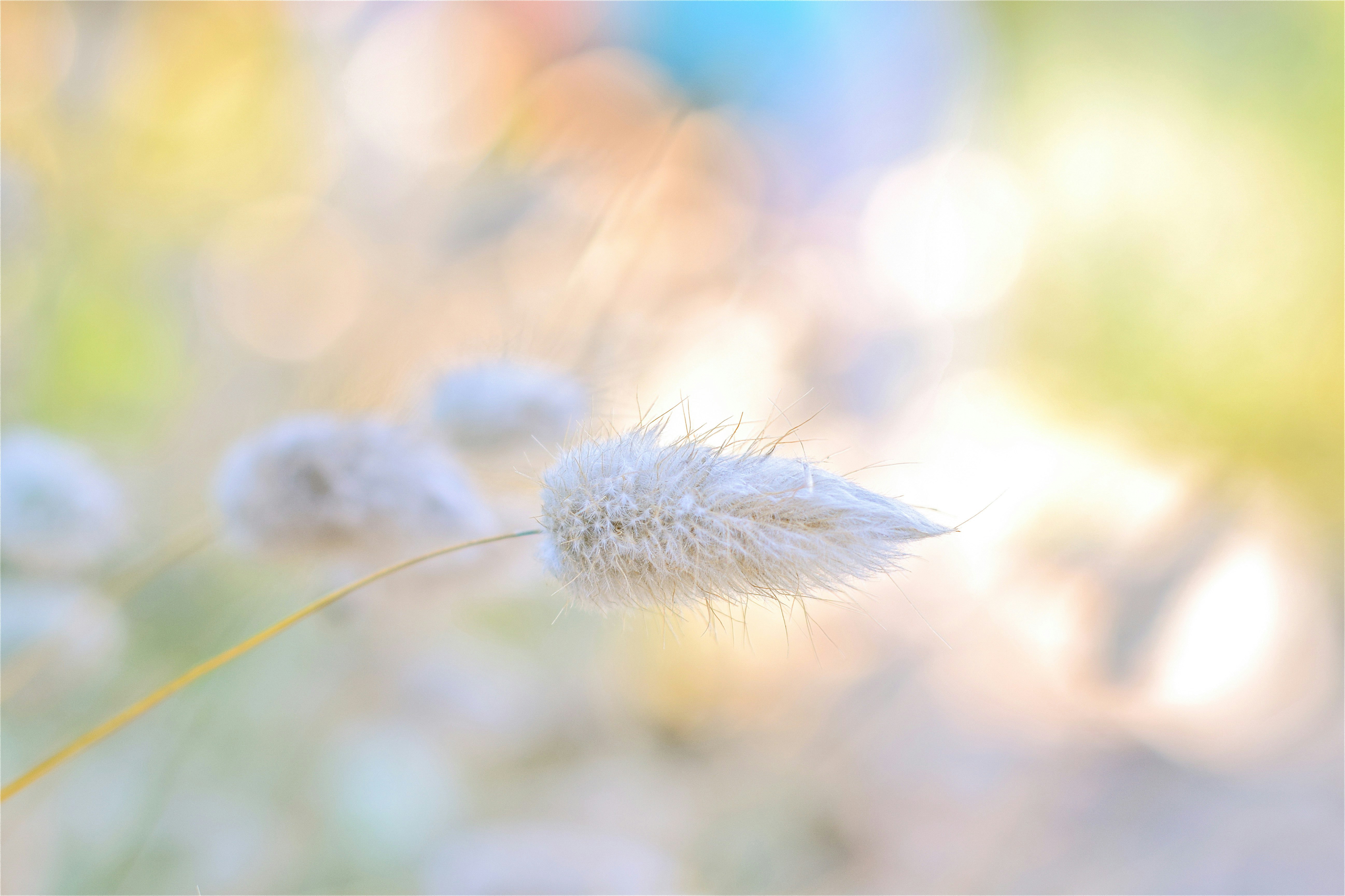 夕陽の光を浴びた綿毛のボケのある植物