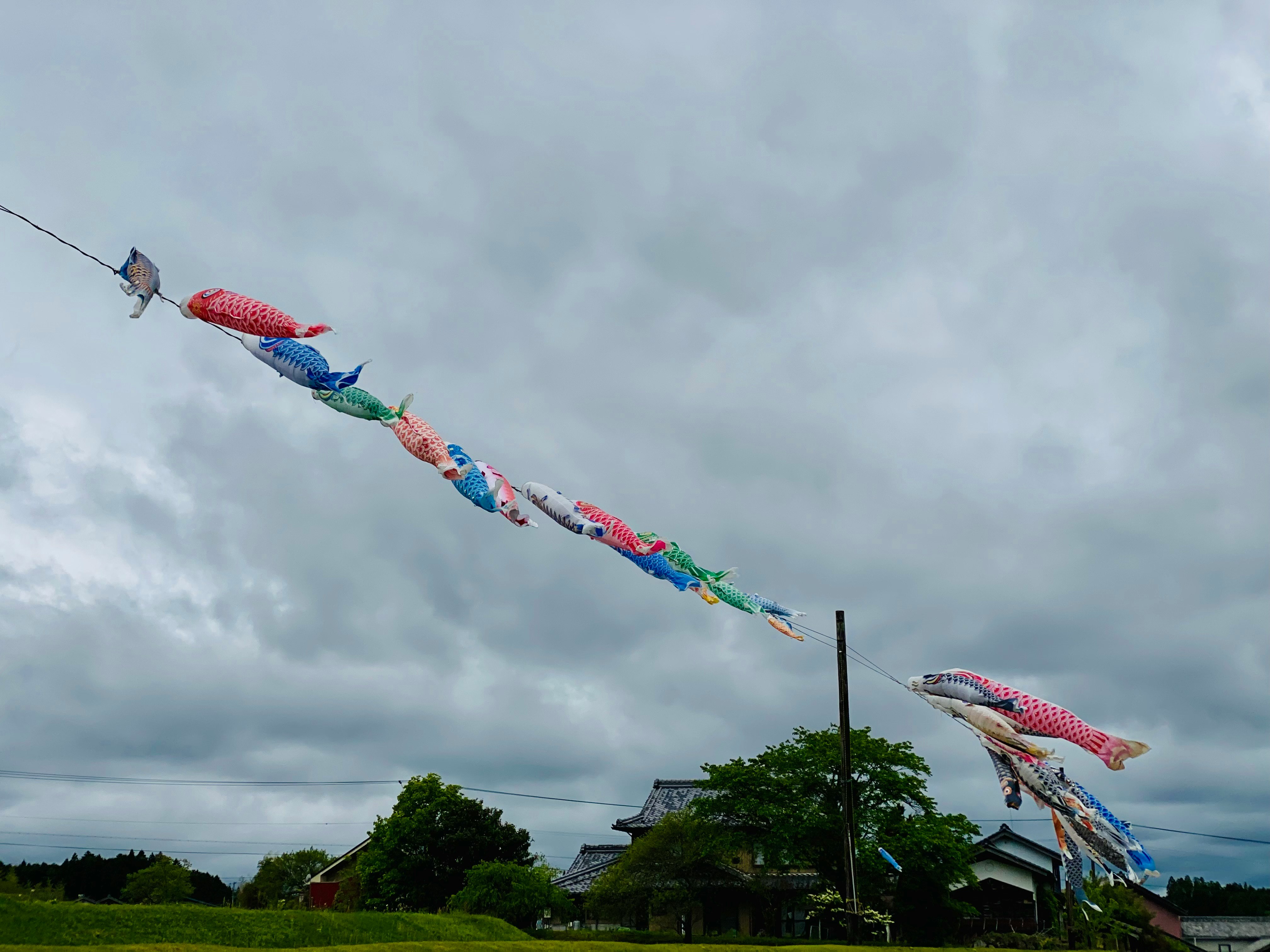 空に泳ぐ鯉のぼりの群れ