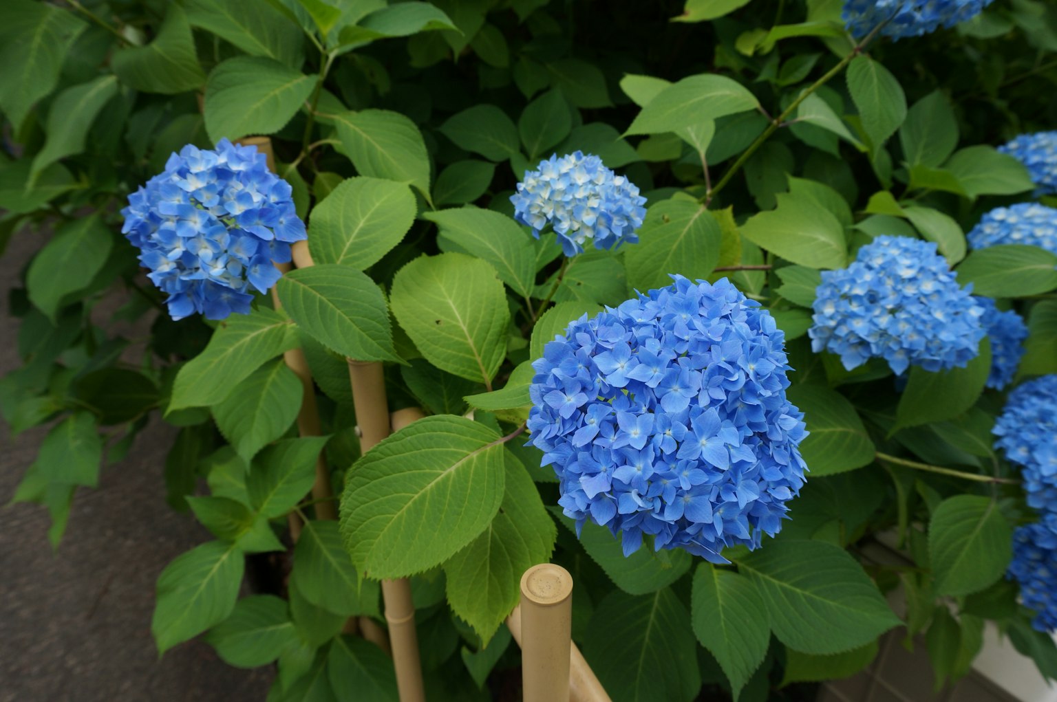 Fiori di ortensia blu circondati da foglie verdi lussureggianti