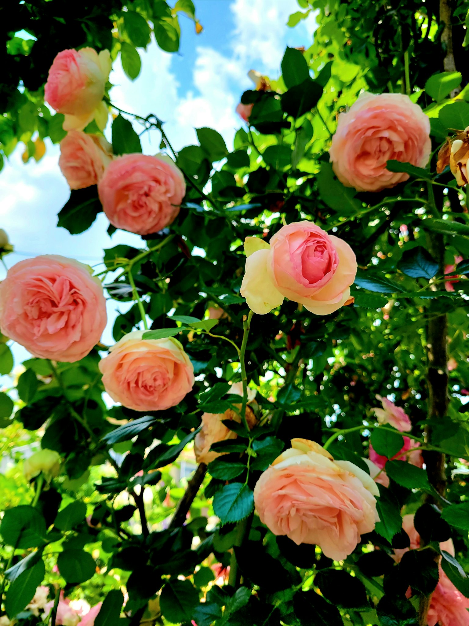 Rose rosa che fioriscono tra foglie verdi lussureggianti sotto un cielo blu