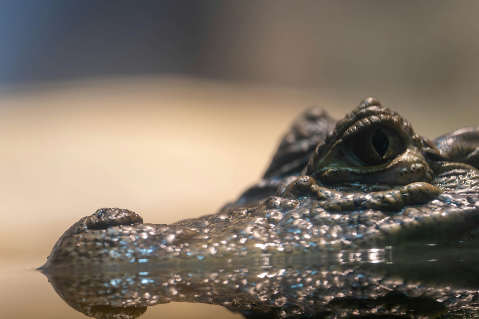 Close-up kepala buaya mengapung di air